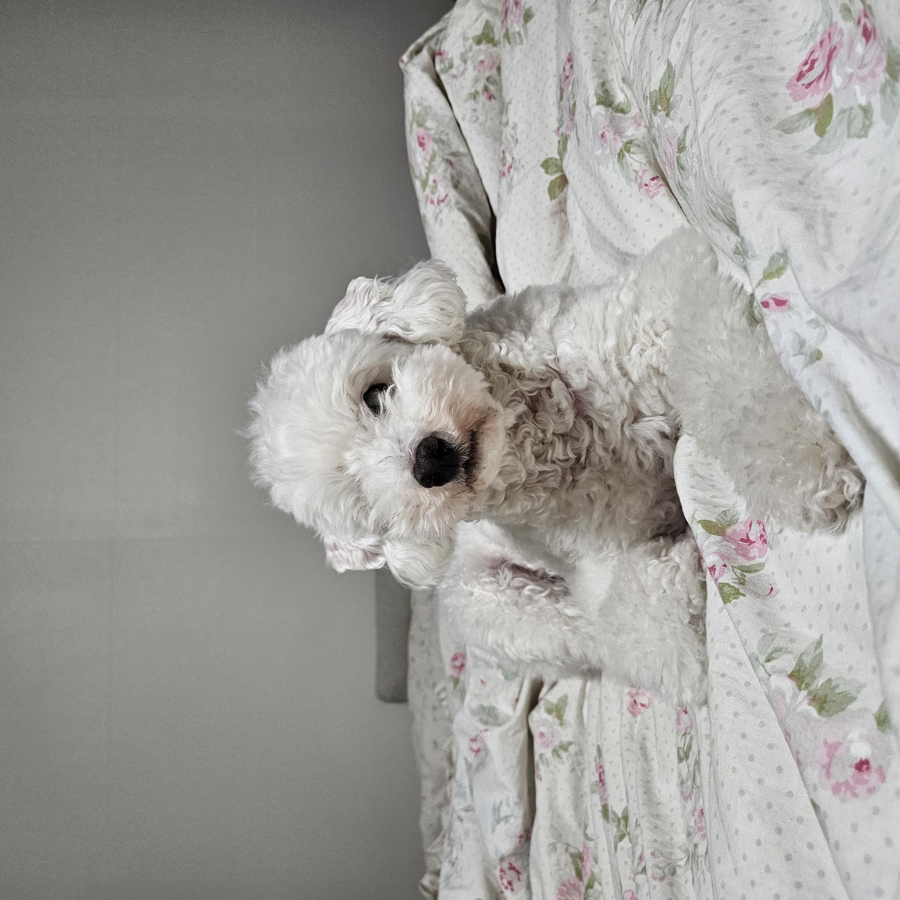 보령 빛돌이일상(예쁨주의)