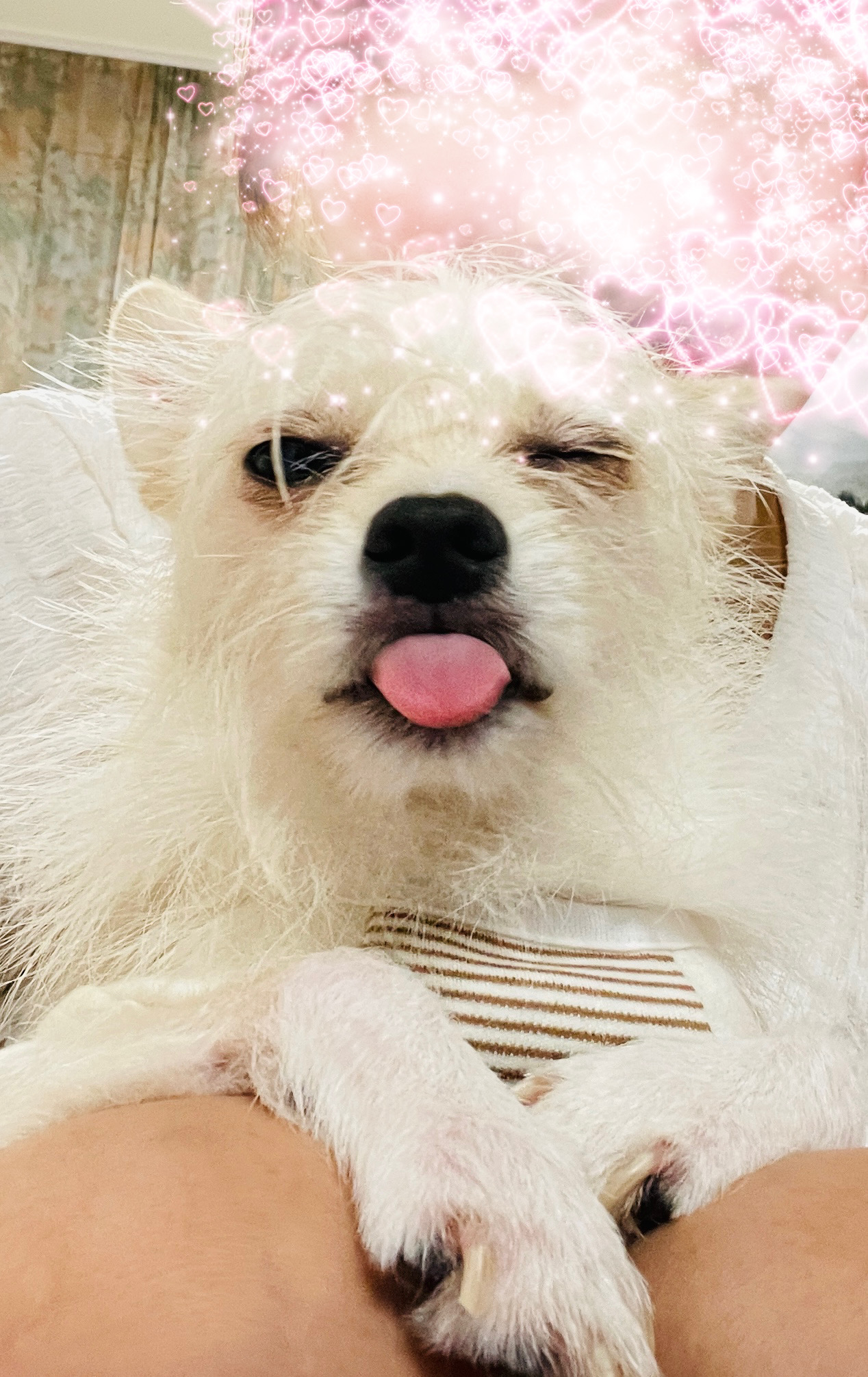 동치미(구 포요)잘 지내고 있어요~