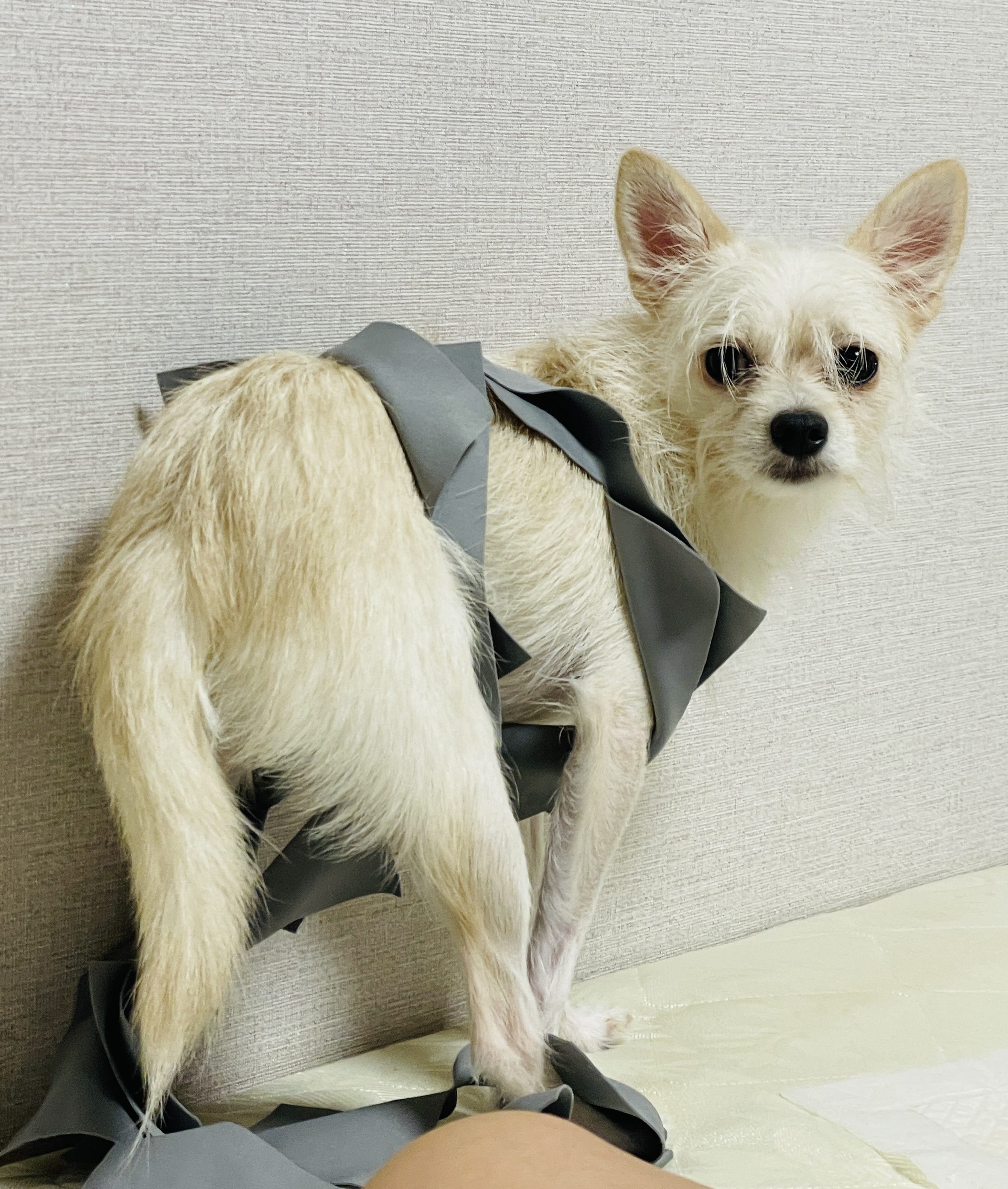 동치미(구 포요)잘 지내고 있어요~