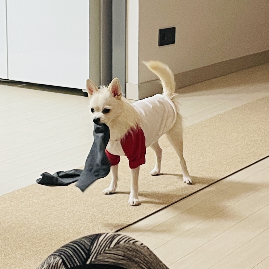 동치미(구 포요)잘 지내고 있어요~