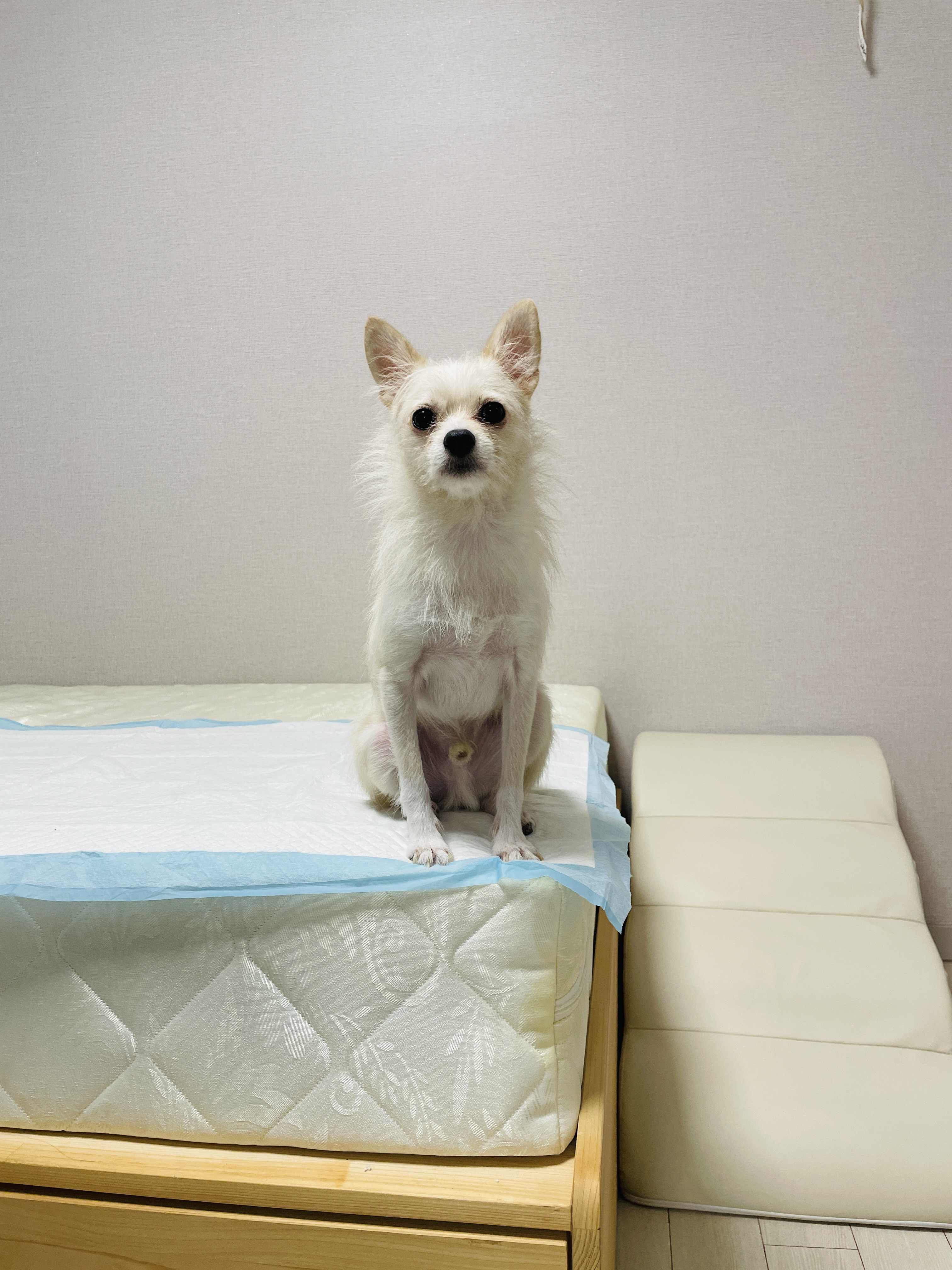 동치미(구 포요)잘 지내고 있어요~