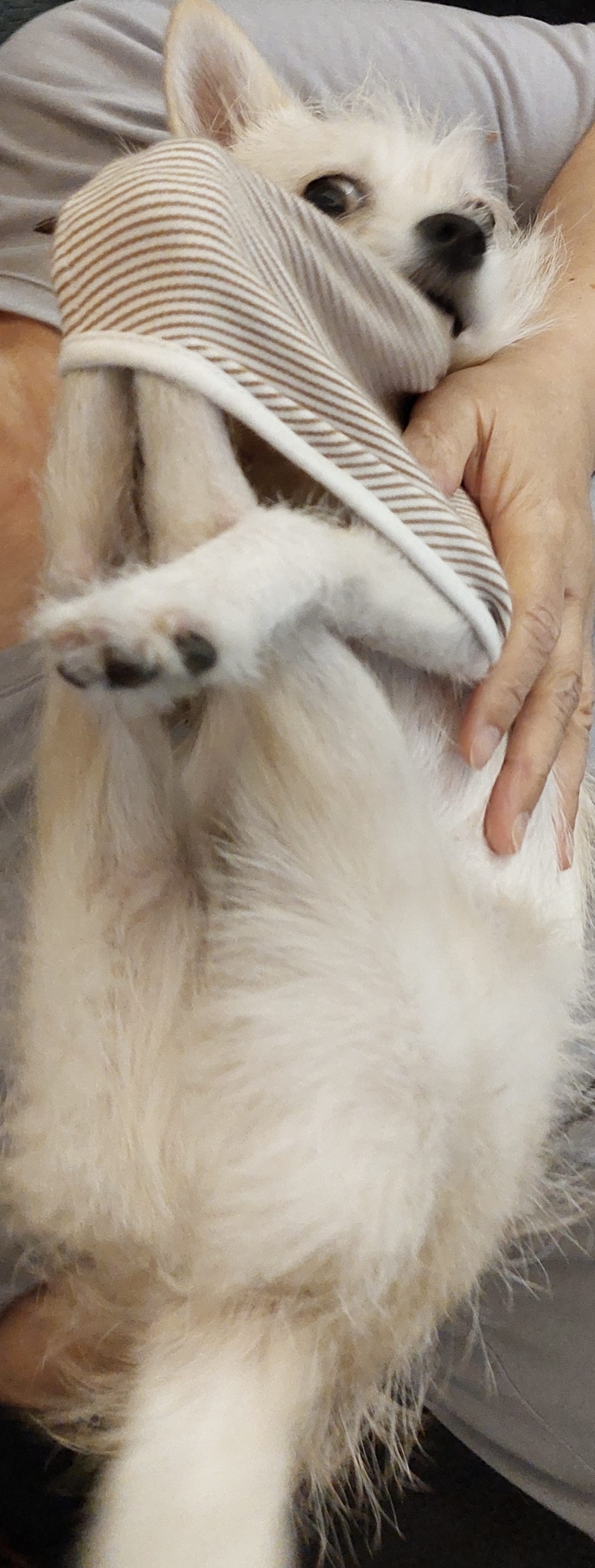 동치미(구 포요)잘 지내고 있어요~