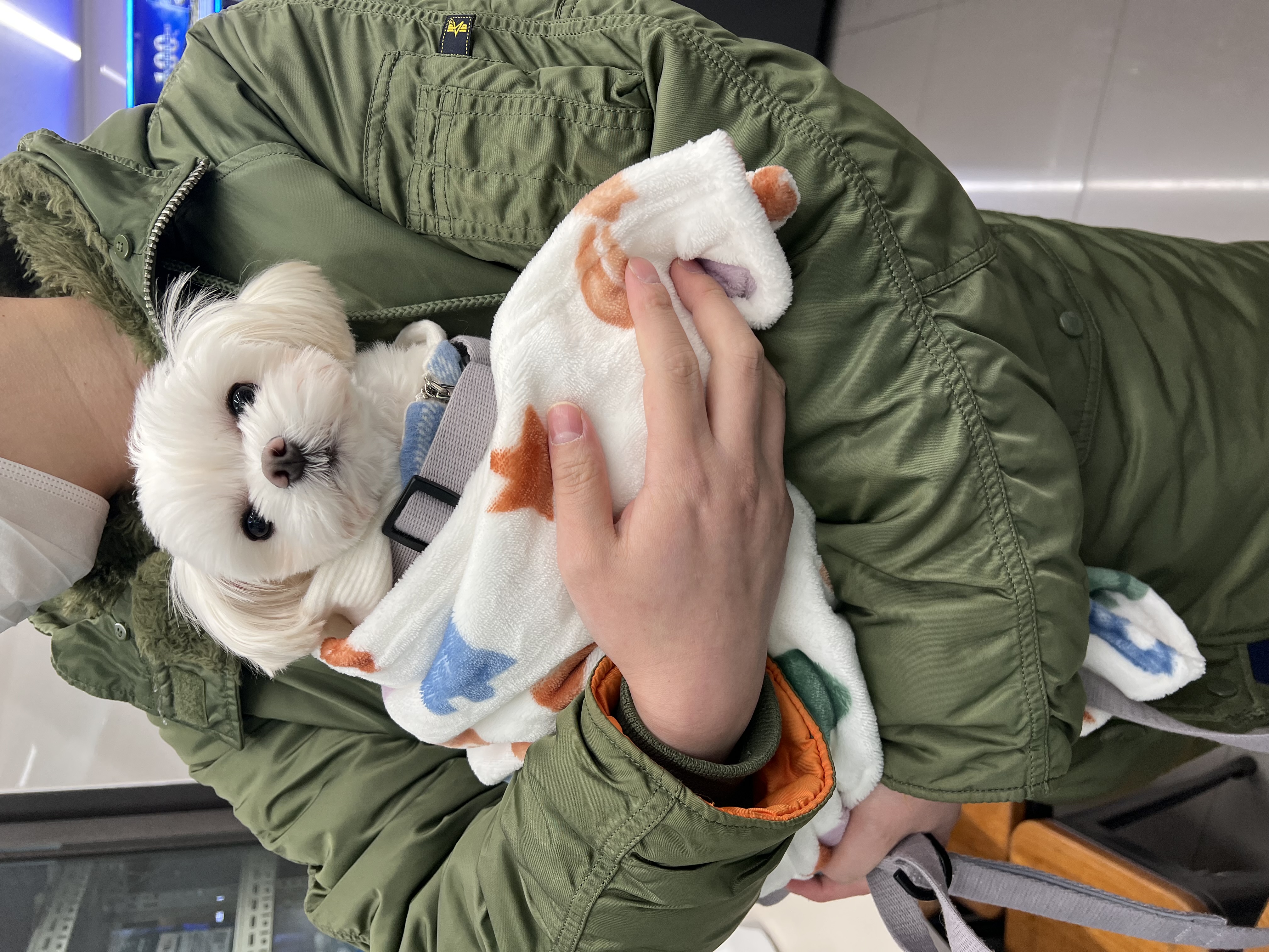 뽀숑이(보령 육보)임보 5개월차 :)