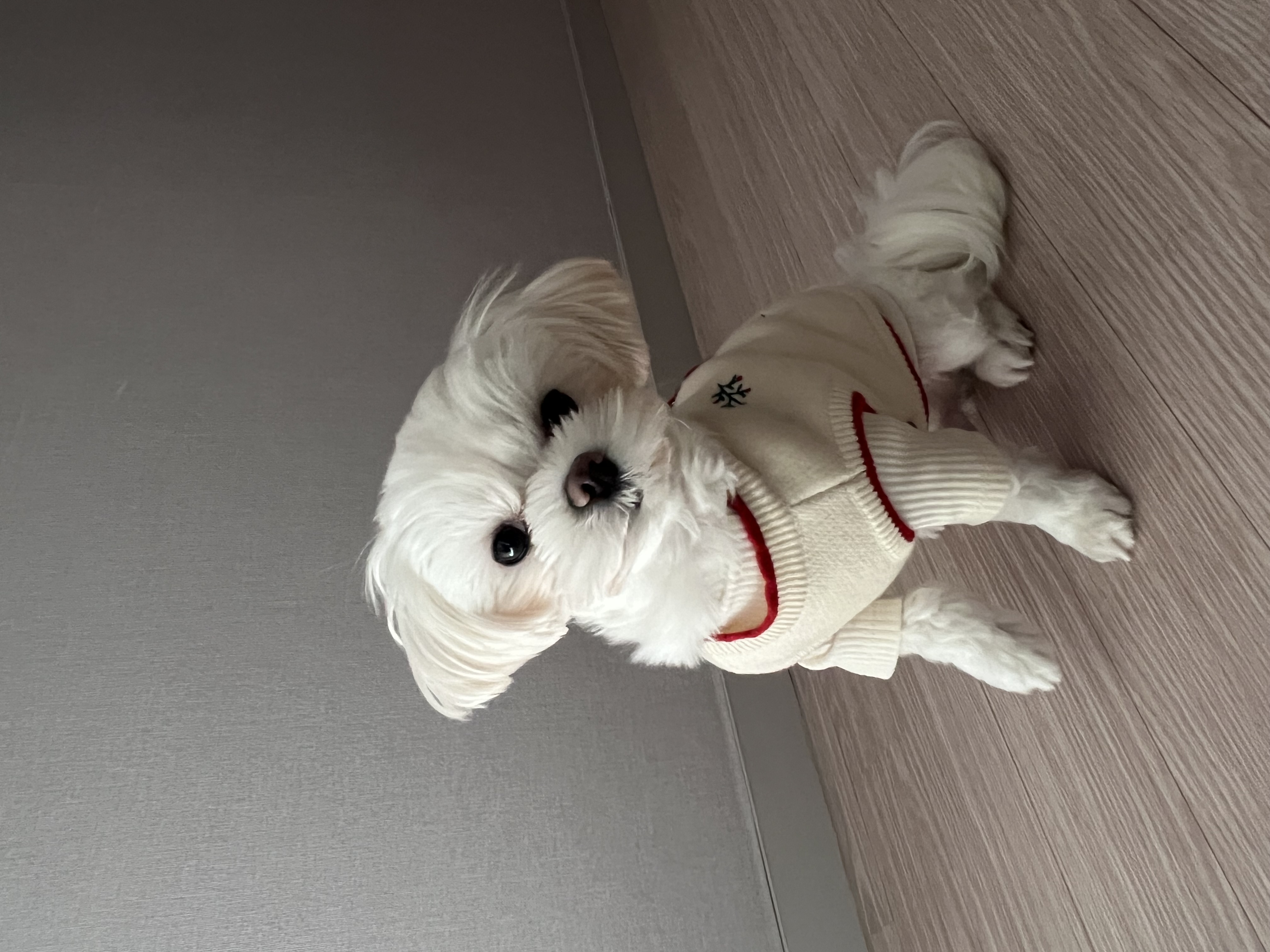 뽀숑이(보령 육보)임보 5개월차 :)