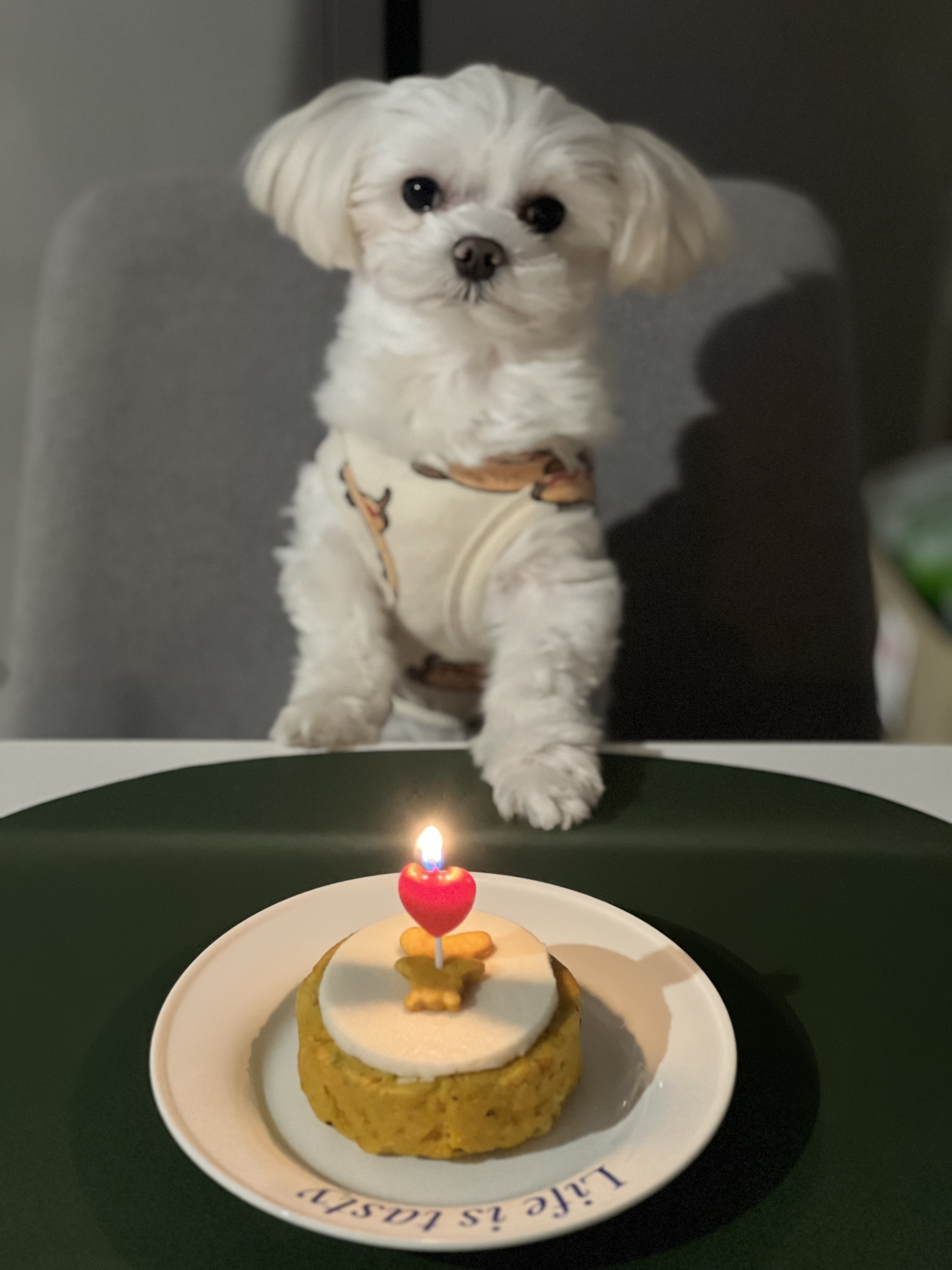 뽀숑이(보령 육보)임보 5개월차 :)