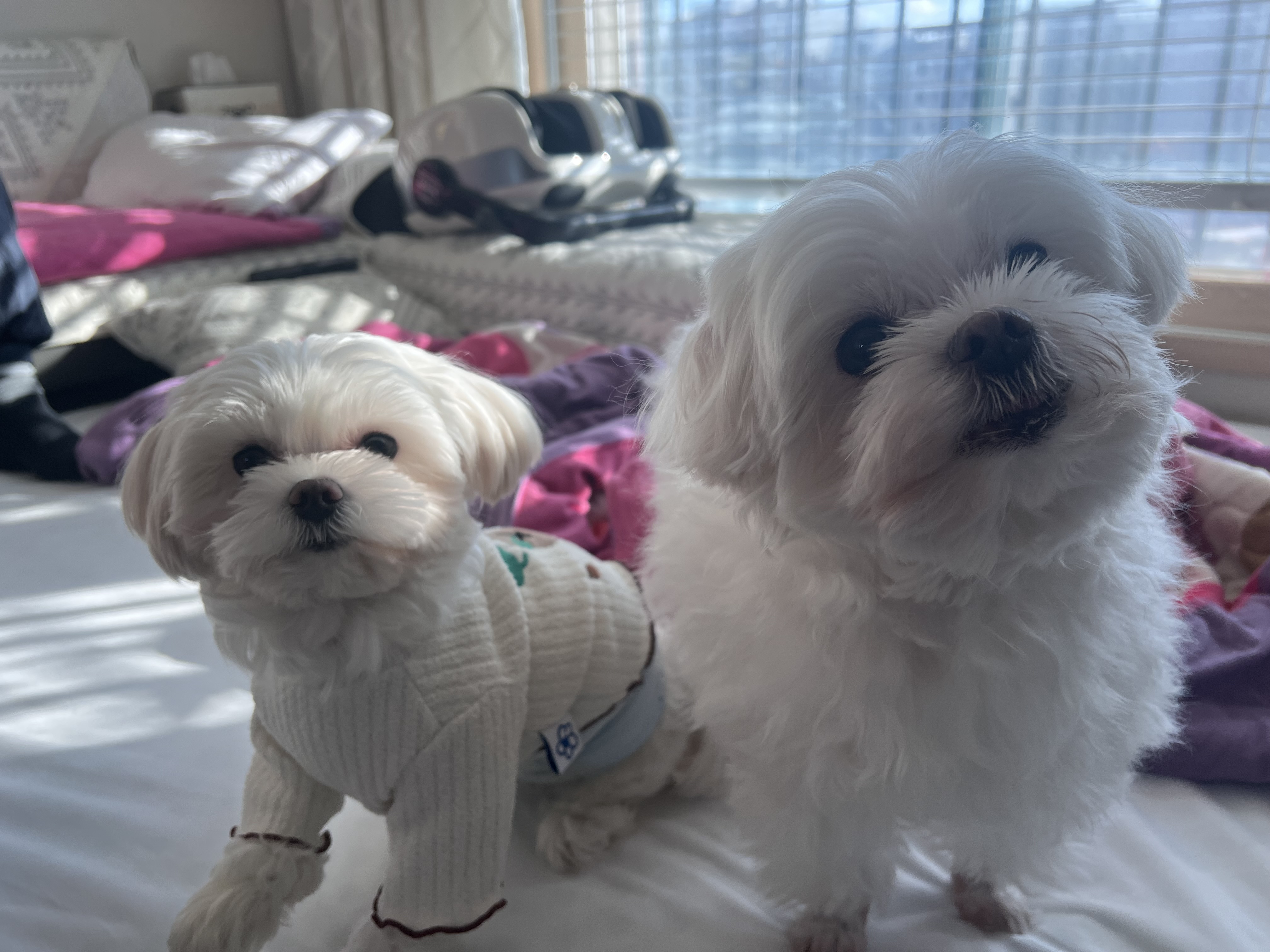 뽀숑이(보령 육보)임보 5개월차 :)