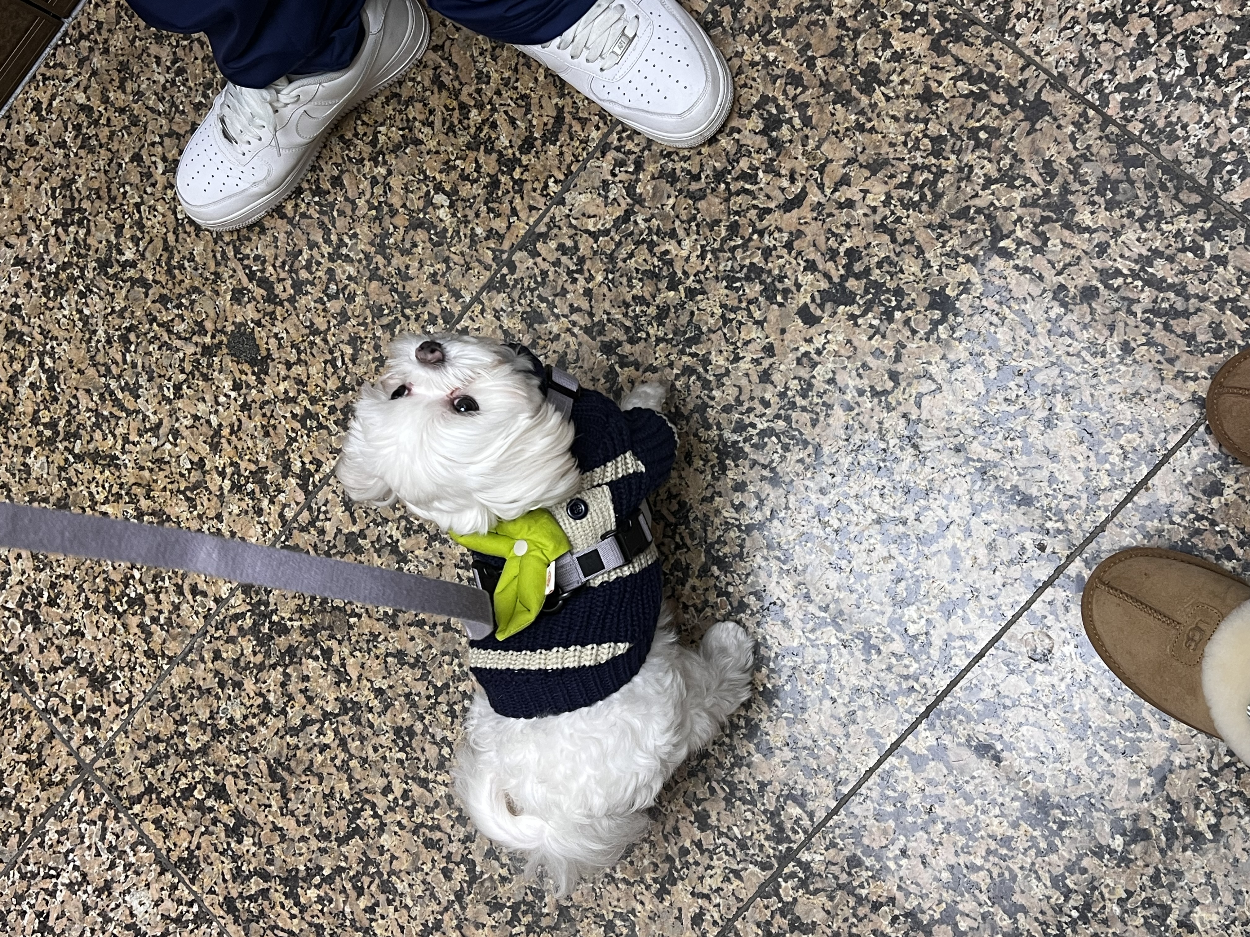 뽀숑이(보령 육보)임보 5개월차 :)