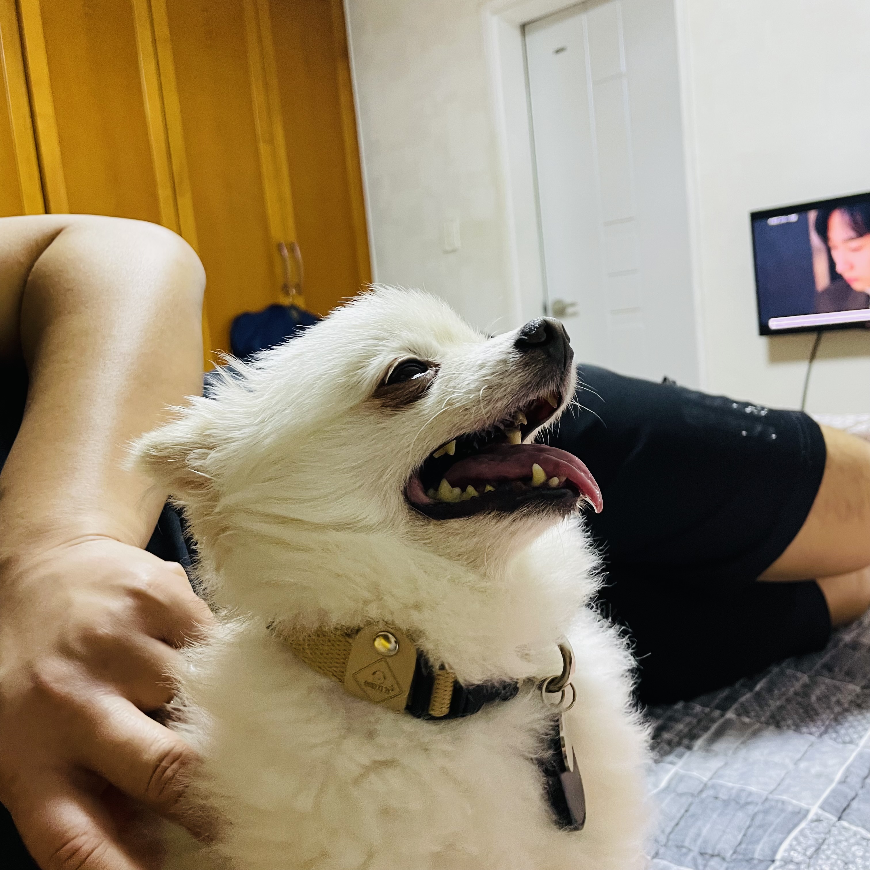 뽀아와 임보 한달 일기 (호이도 함께)