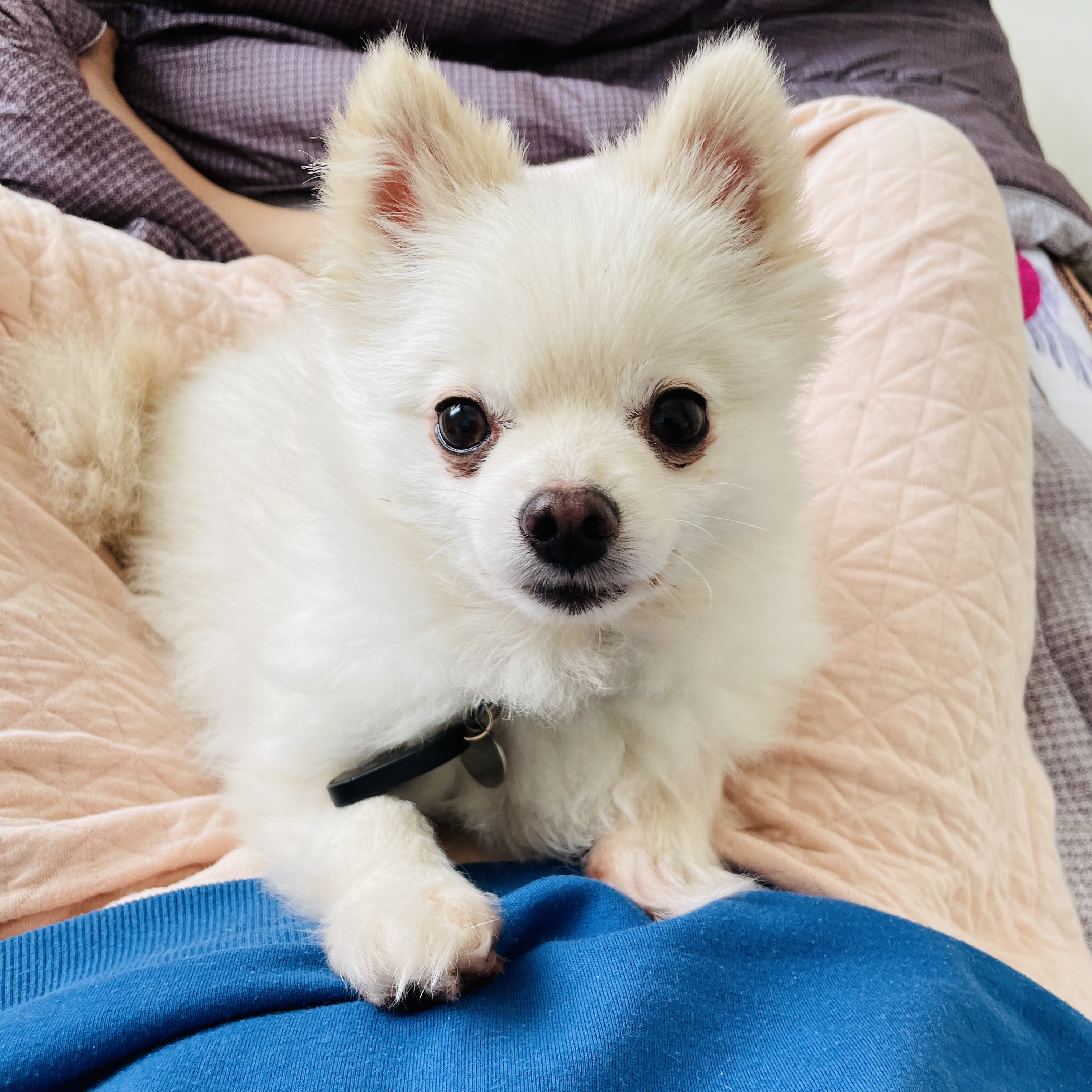 뽀아와 임보 한달 일기 (호이도 함께)