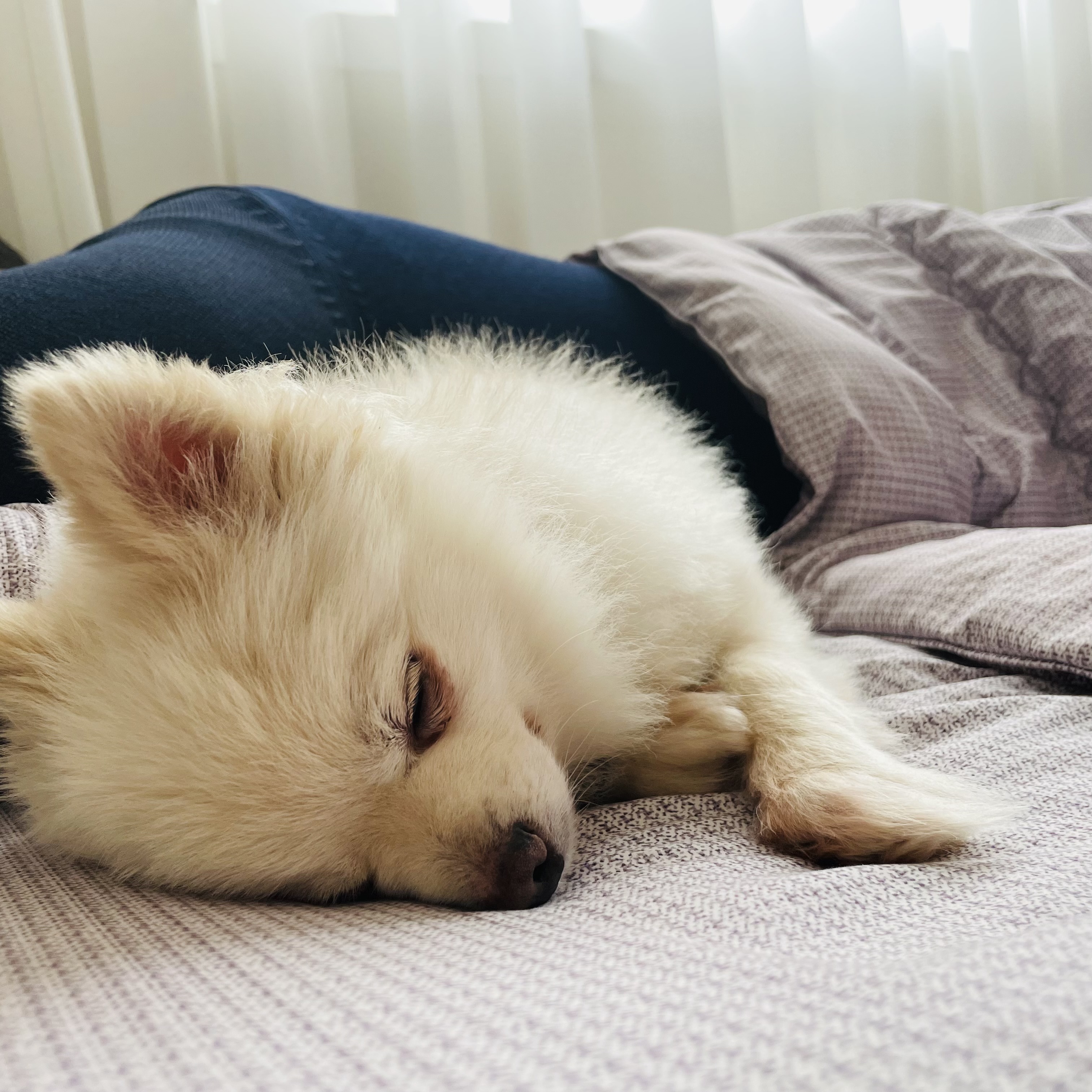 뽀아와 임보 한달 일기 (호이도 함께)