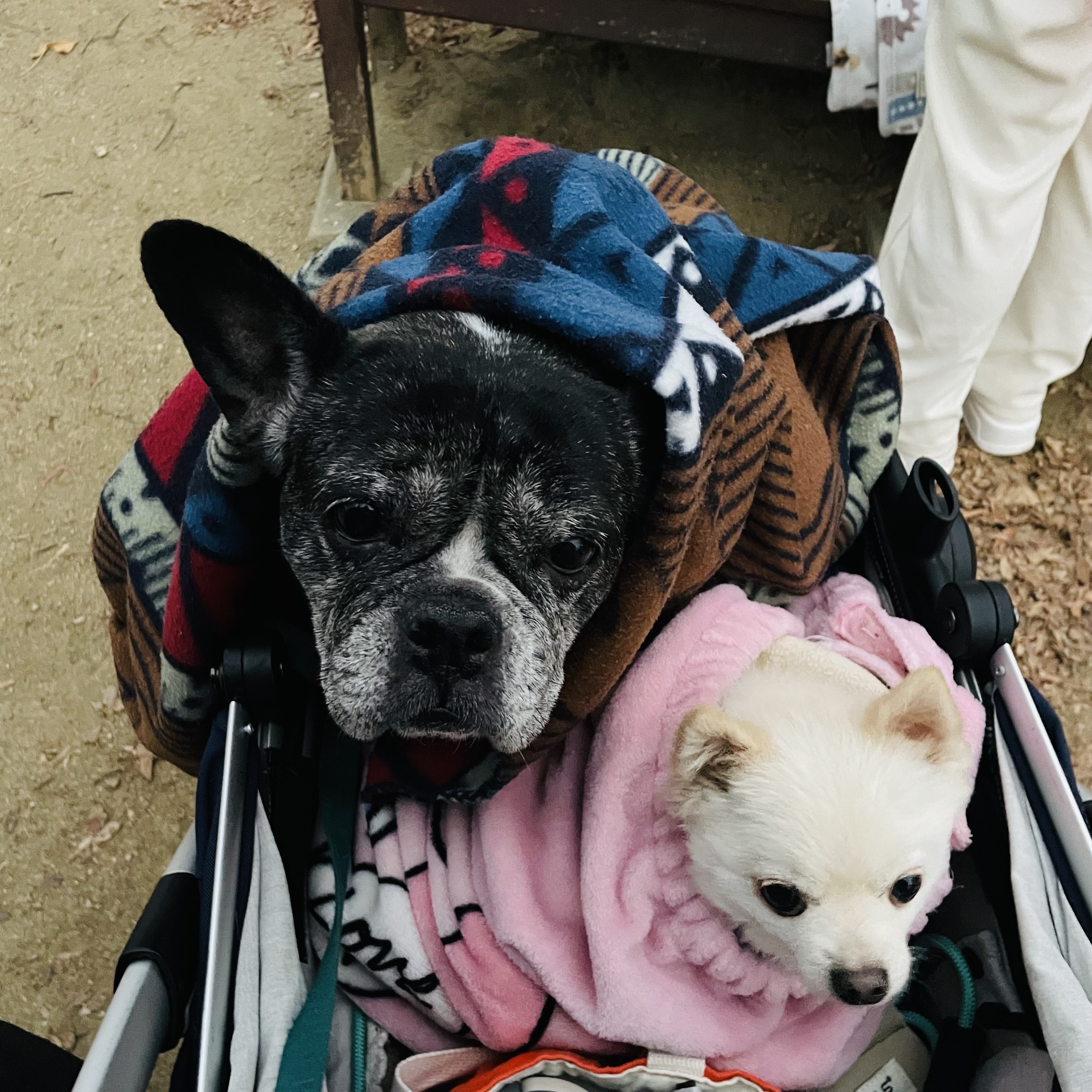 뽀아와 임보 한달 일기 (호이도 함께)