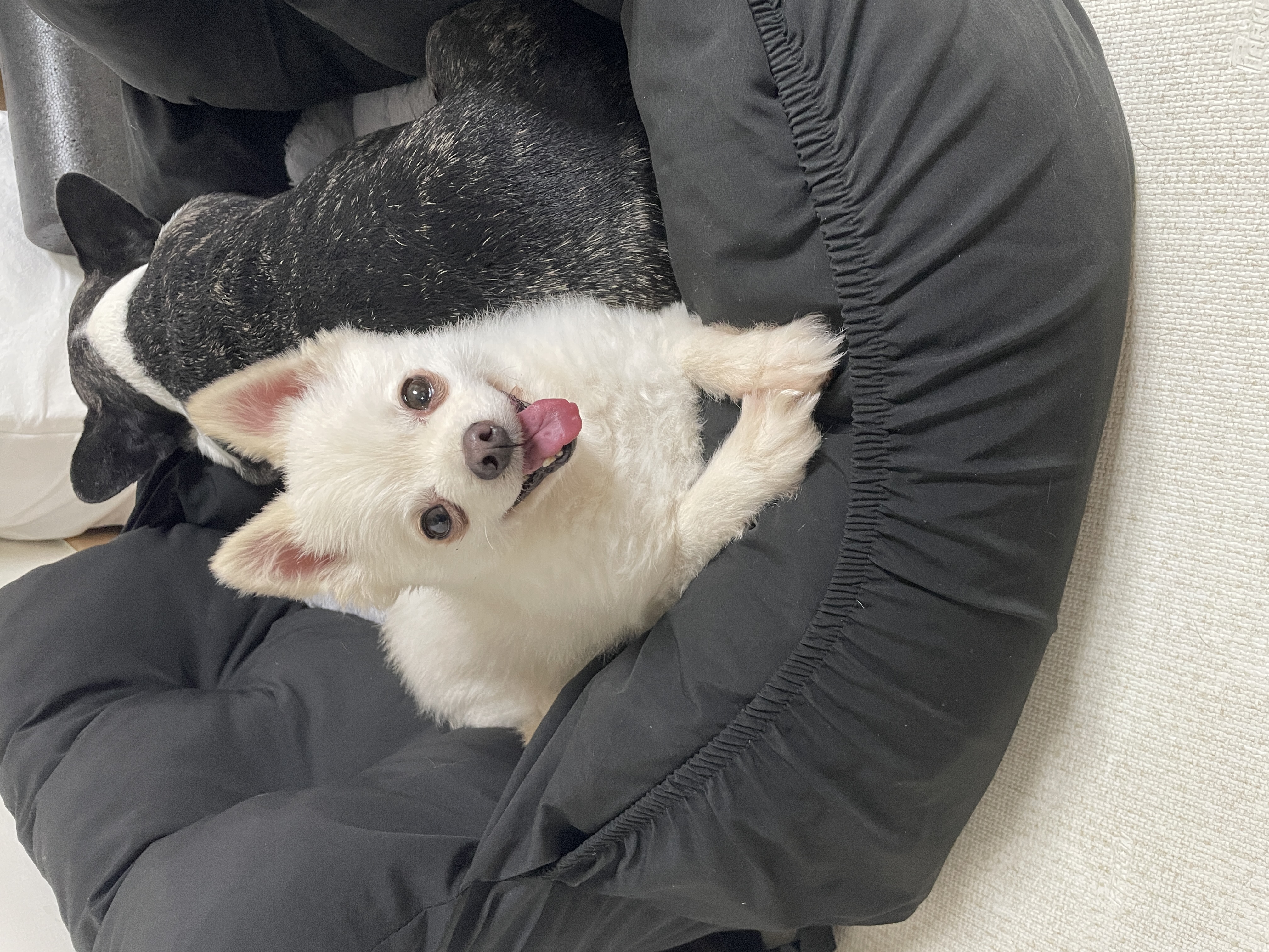 뽀아와 임보 한달 일기 (호이도 함께)