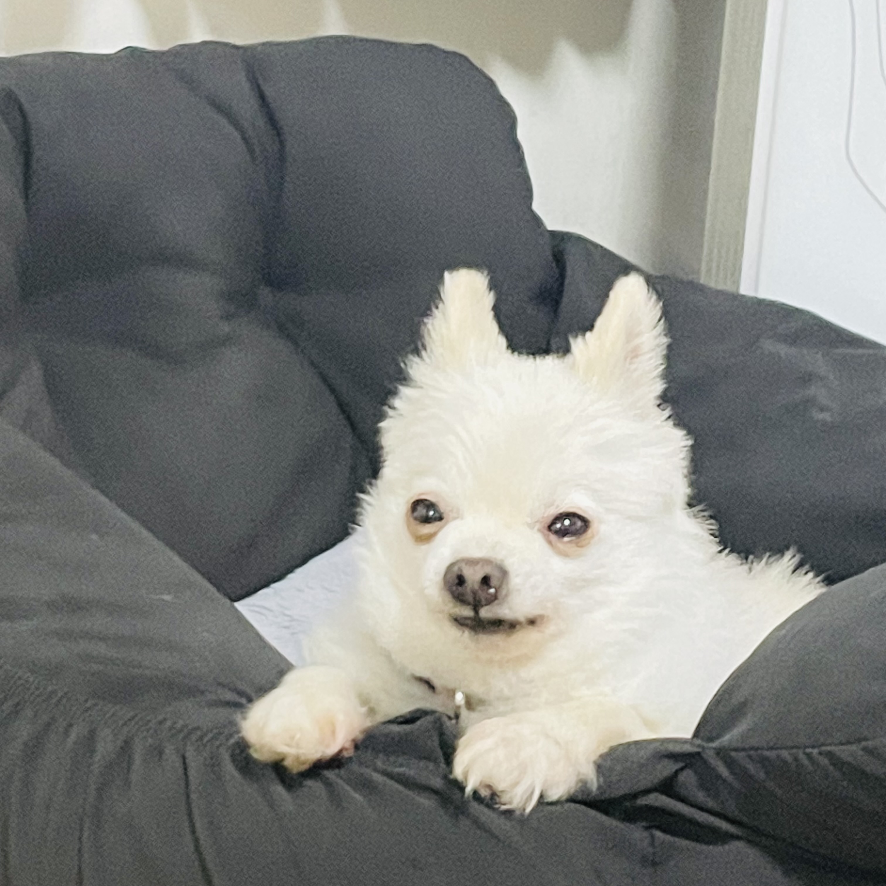 뽀아와 임보 한달 일기 (호이도 함께)