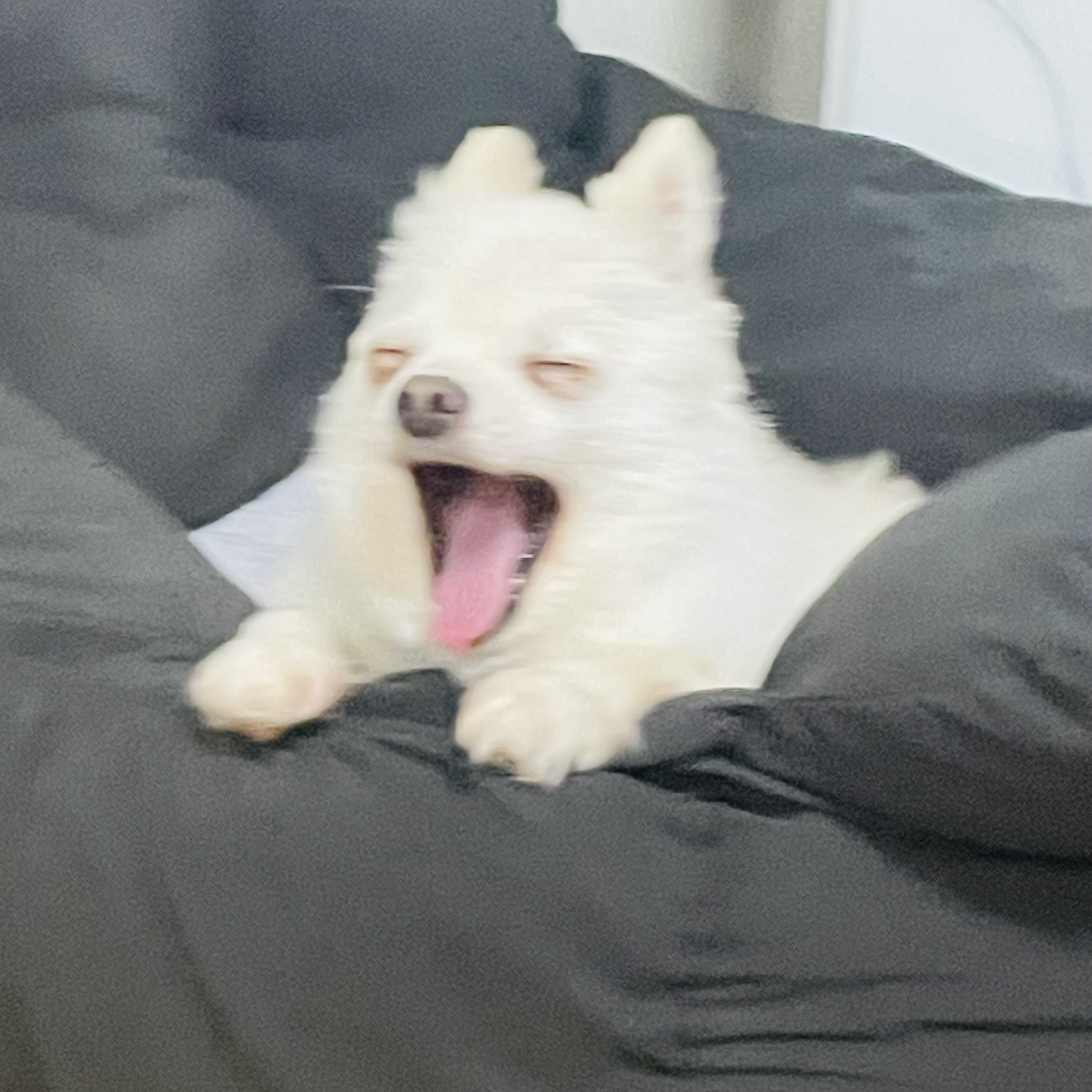 뽀아와 임보 한달 일기 (호이도 함께)