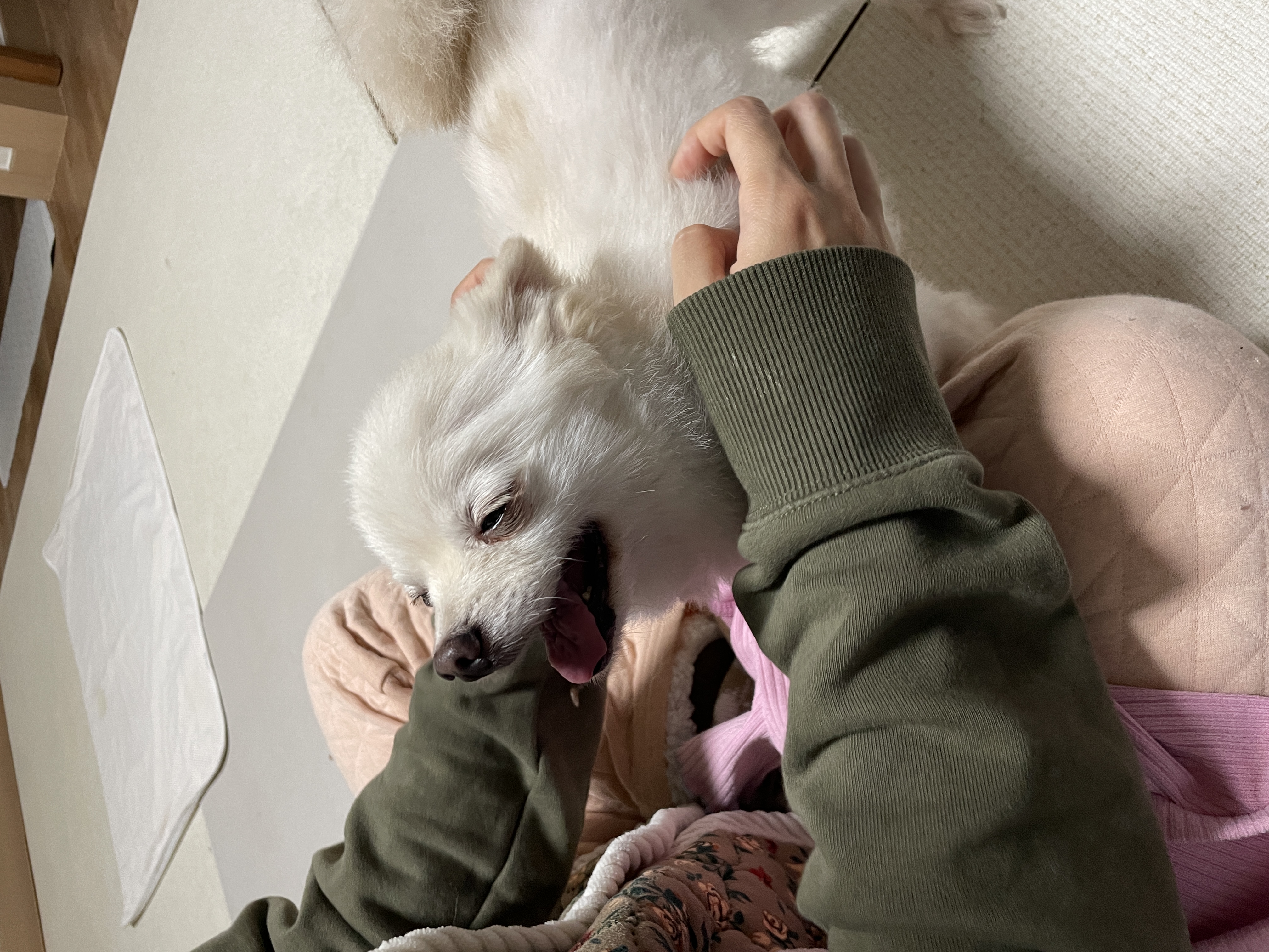 뽀아와 임보 한달 일기 (호이도 함께)