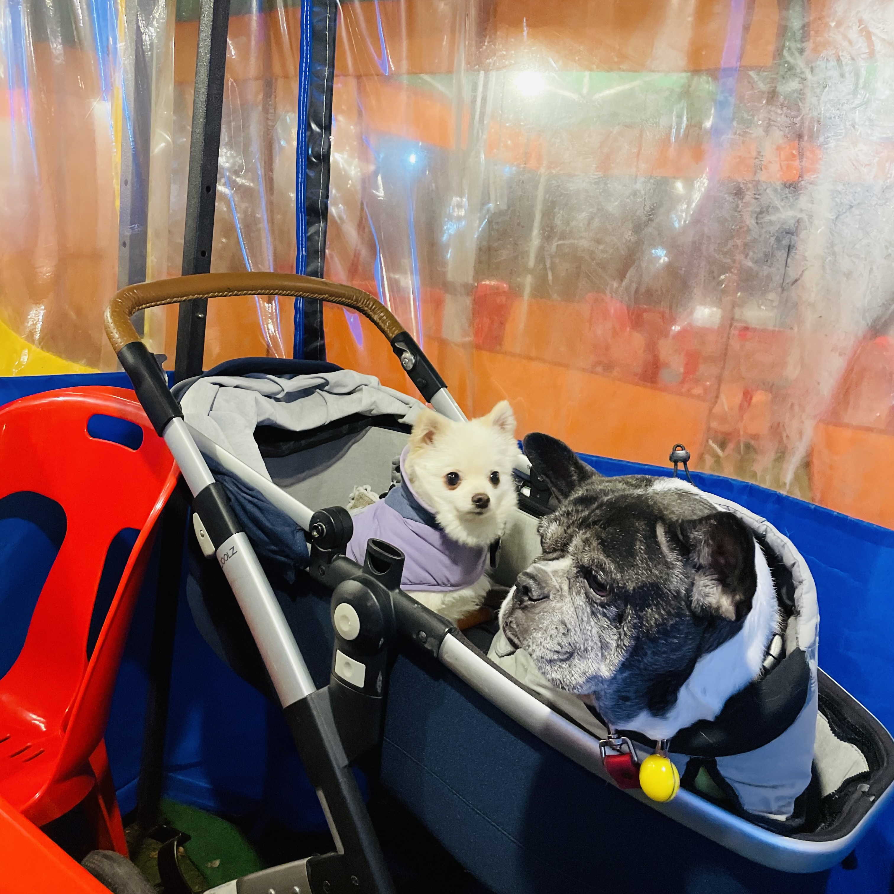 뽀아와 임보 한달 일기 (호이도 함께)