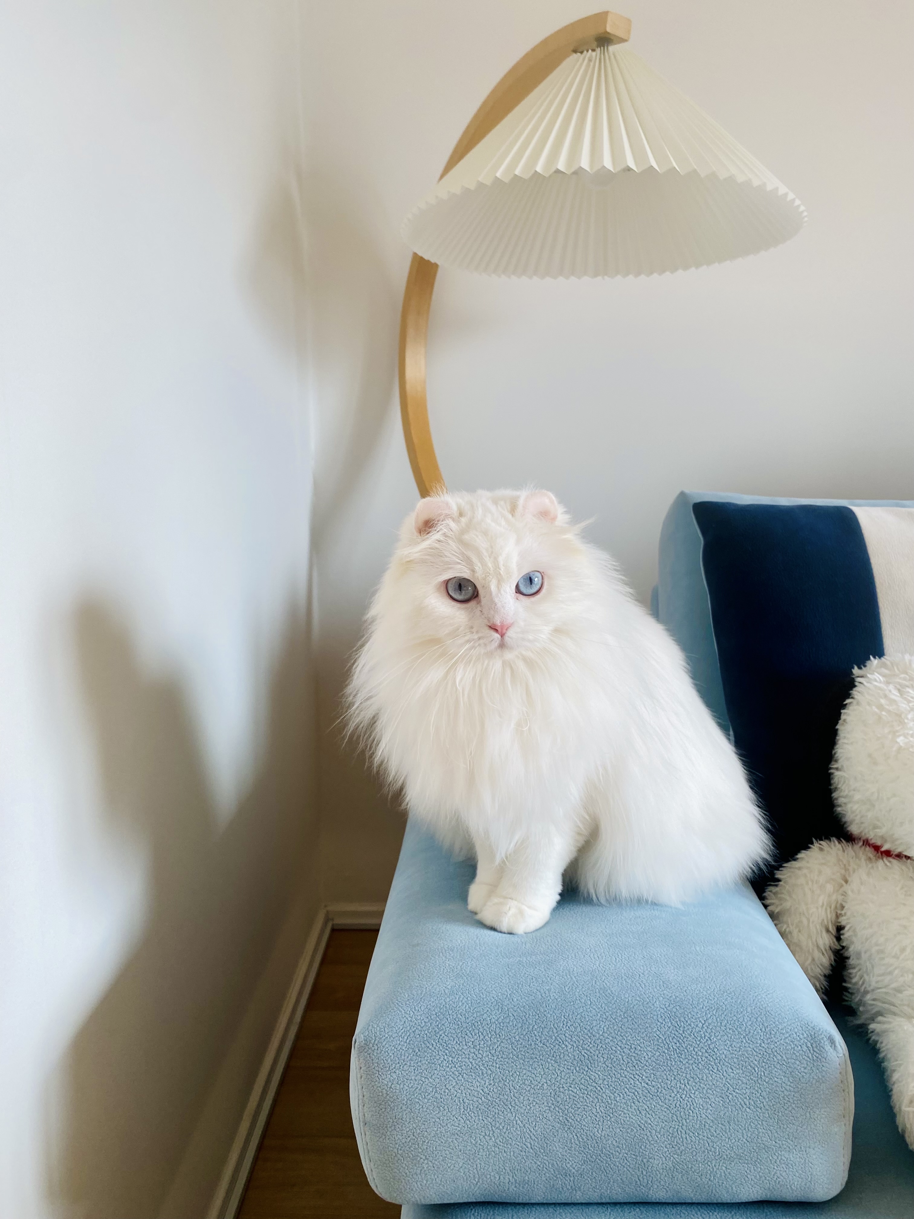 설이(앙이)와의 즐거운 한 달!