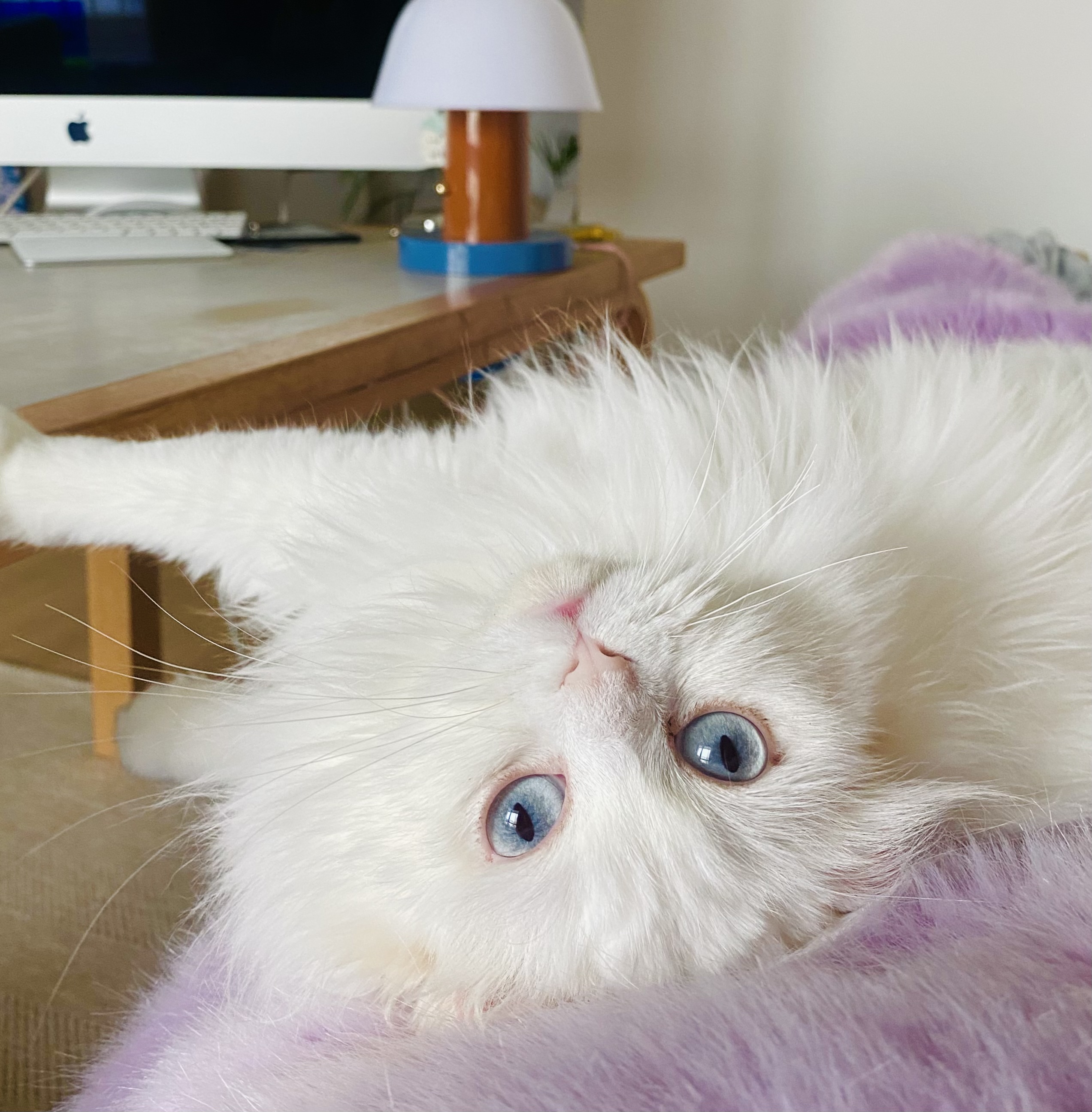 설이(앙이)와의 즐거운 한 달!