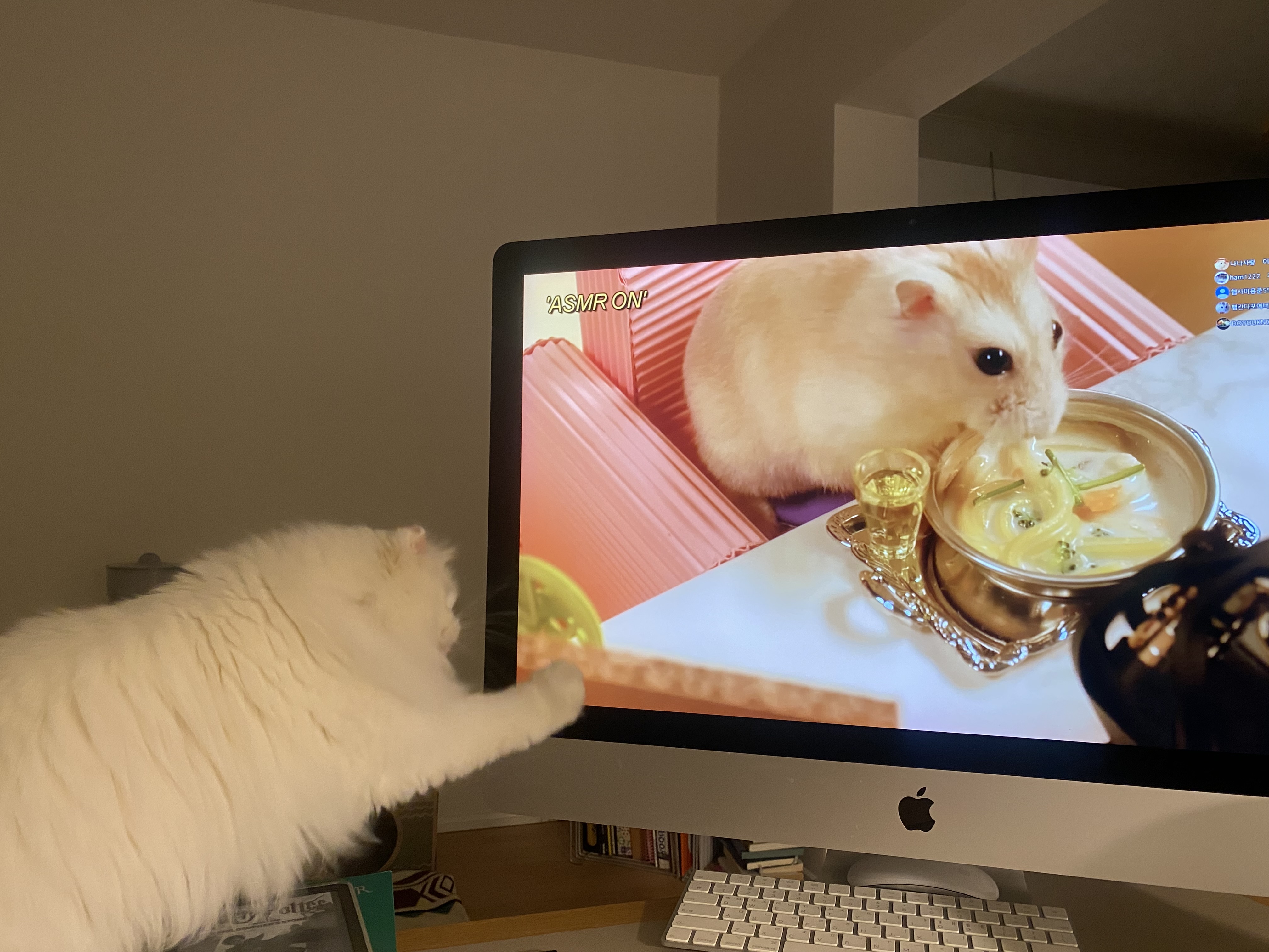 설이(앙이)와의 즐거운 한 달!