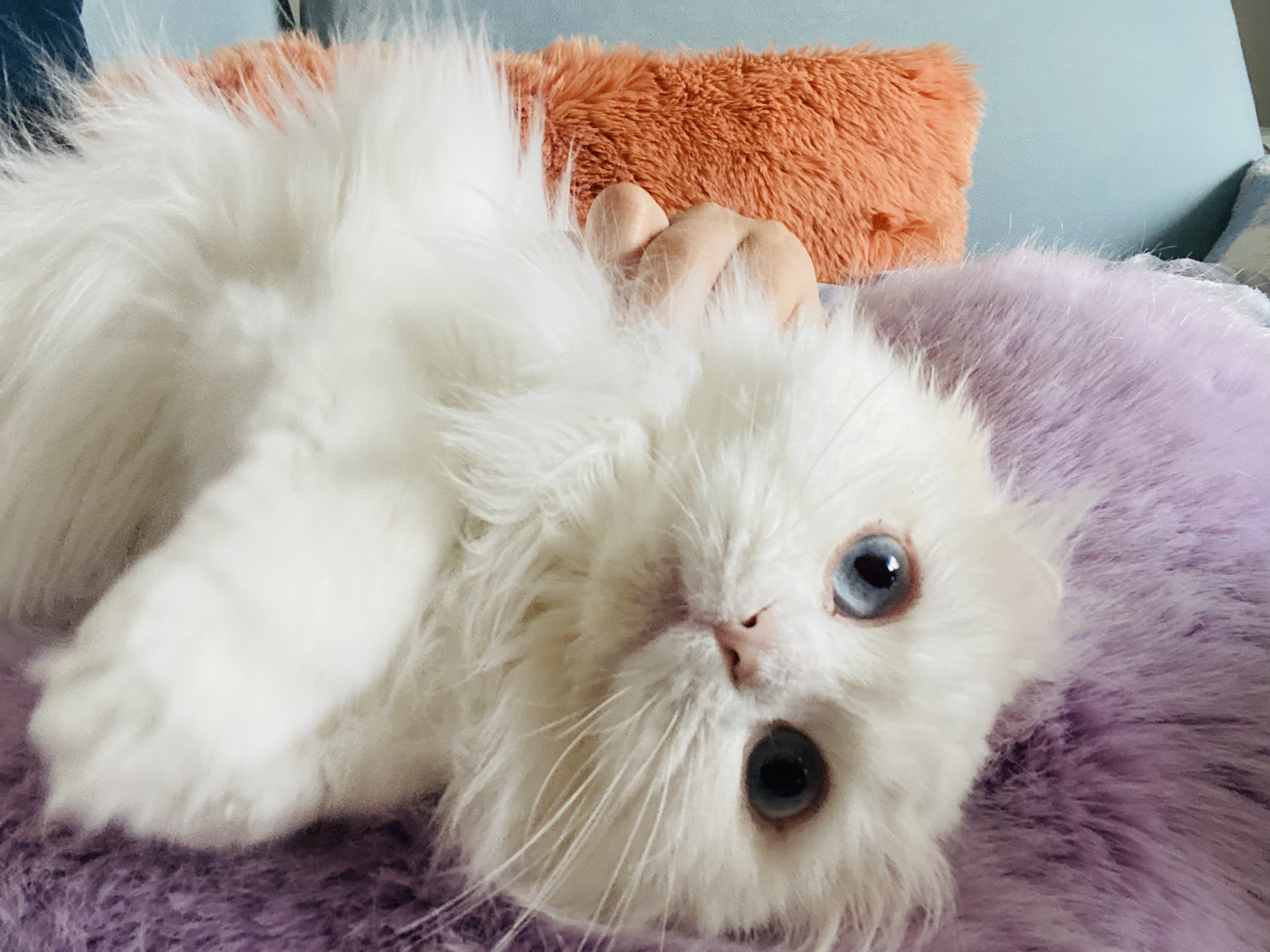 설이(앙이)와의 즐거운 한 달!