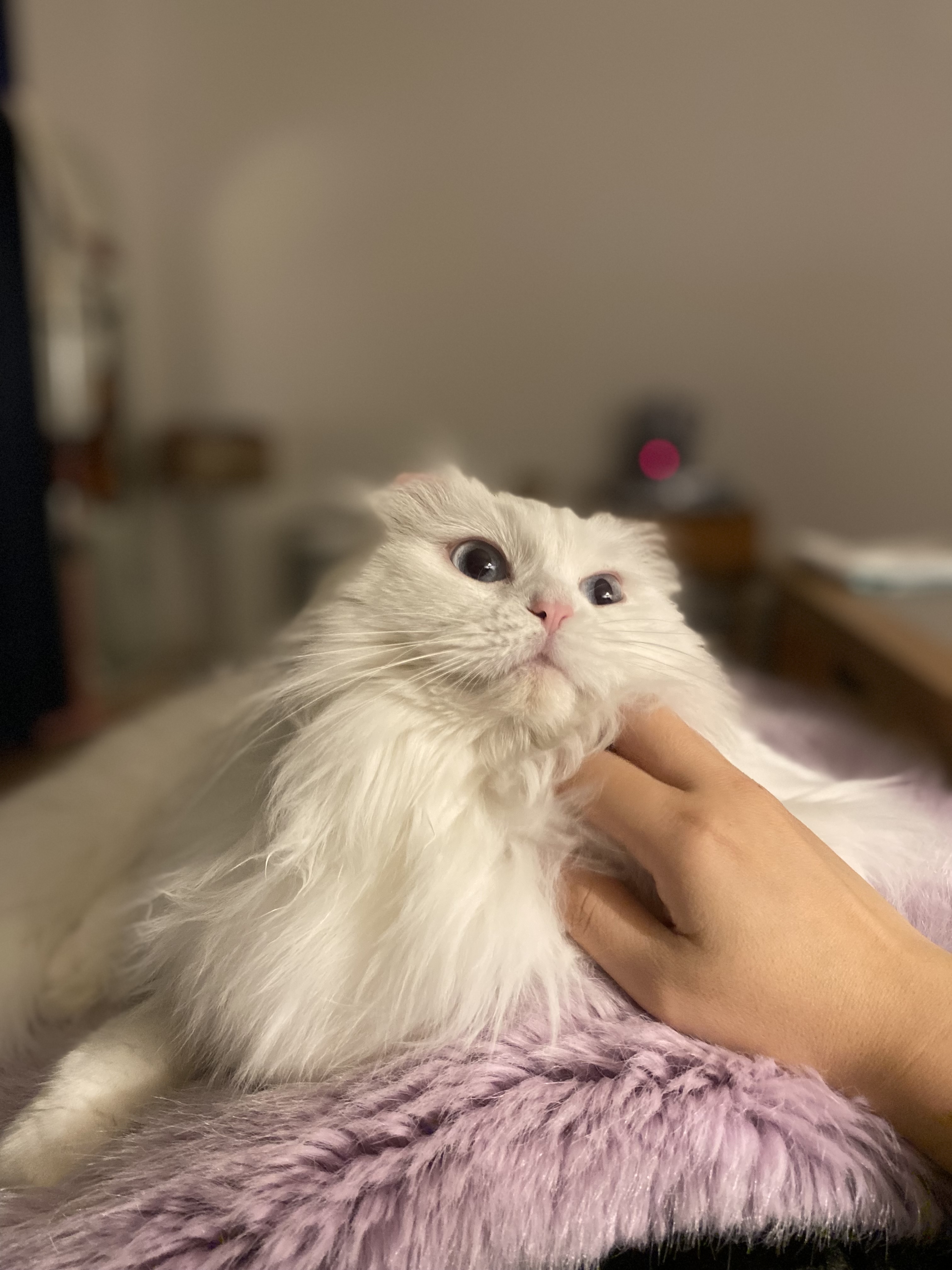 설이(앙이)와의 즐거운 한 달!