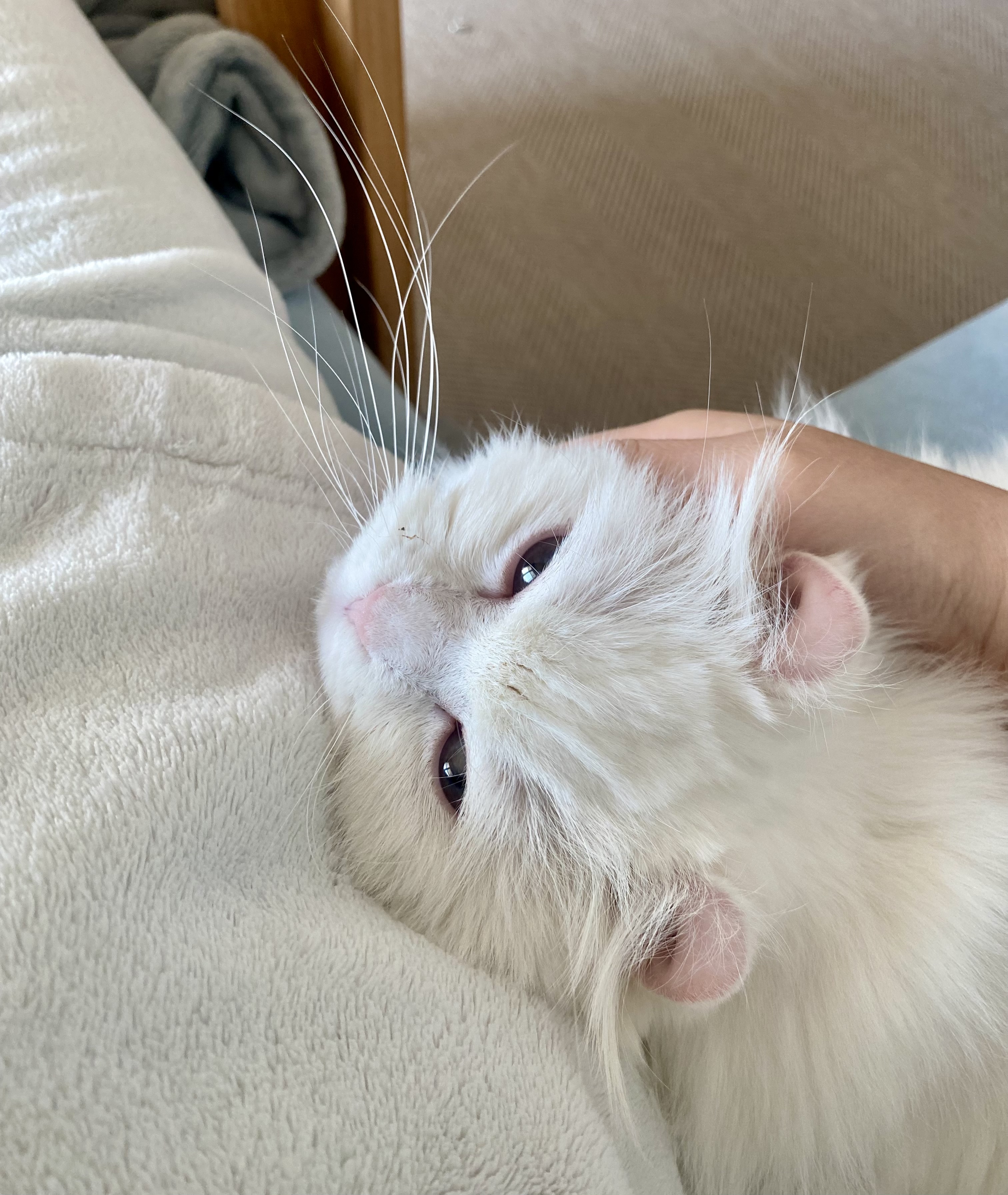 설이(앙이)와의 즐거운 한 달!