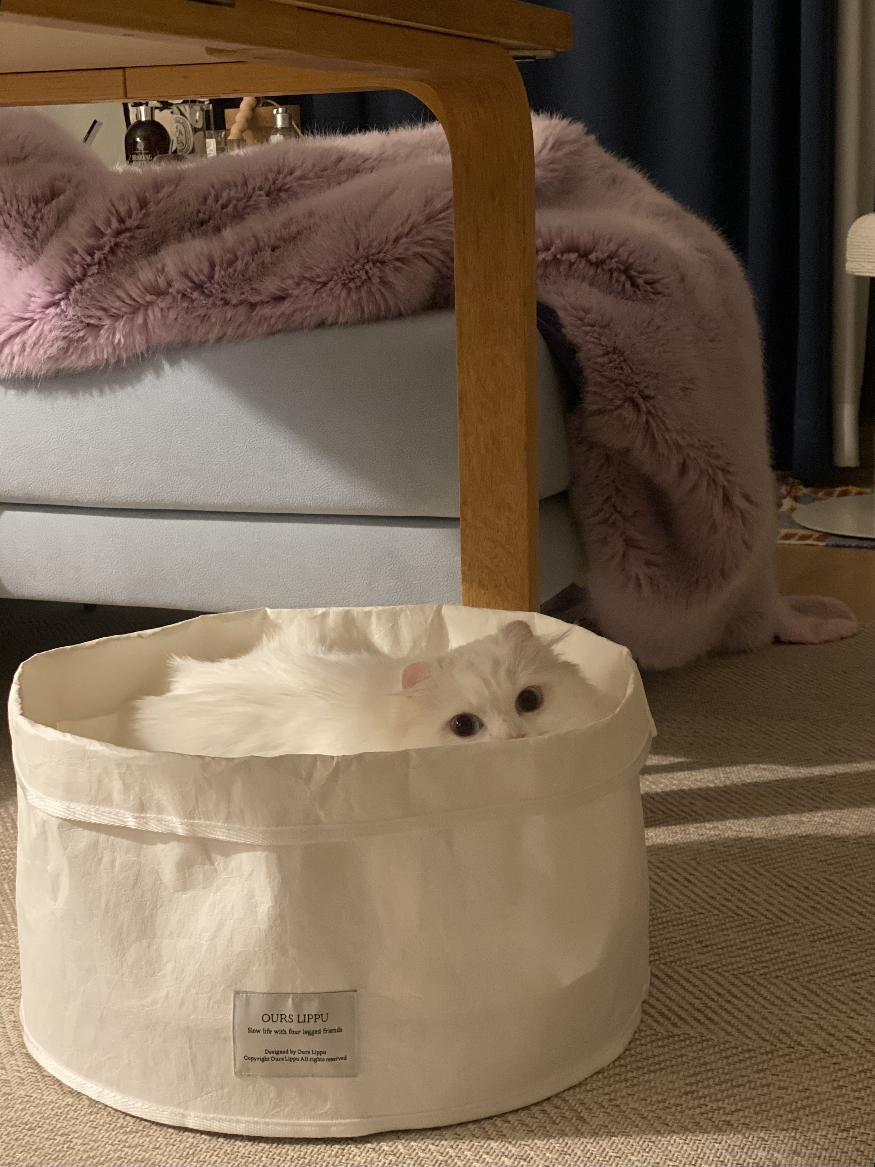 설이(앙이)와의 즐거운 한 달!