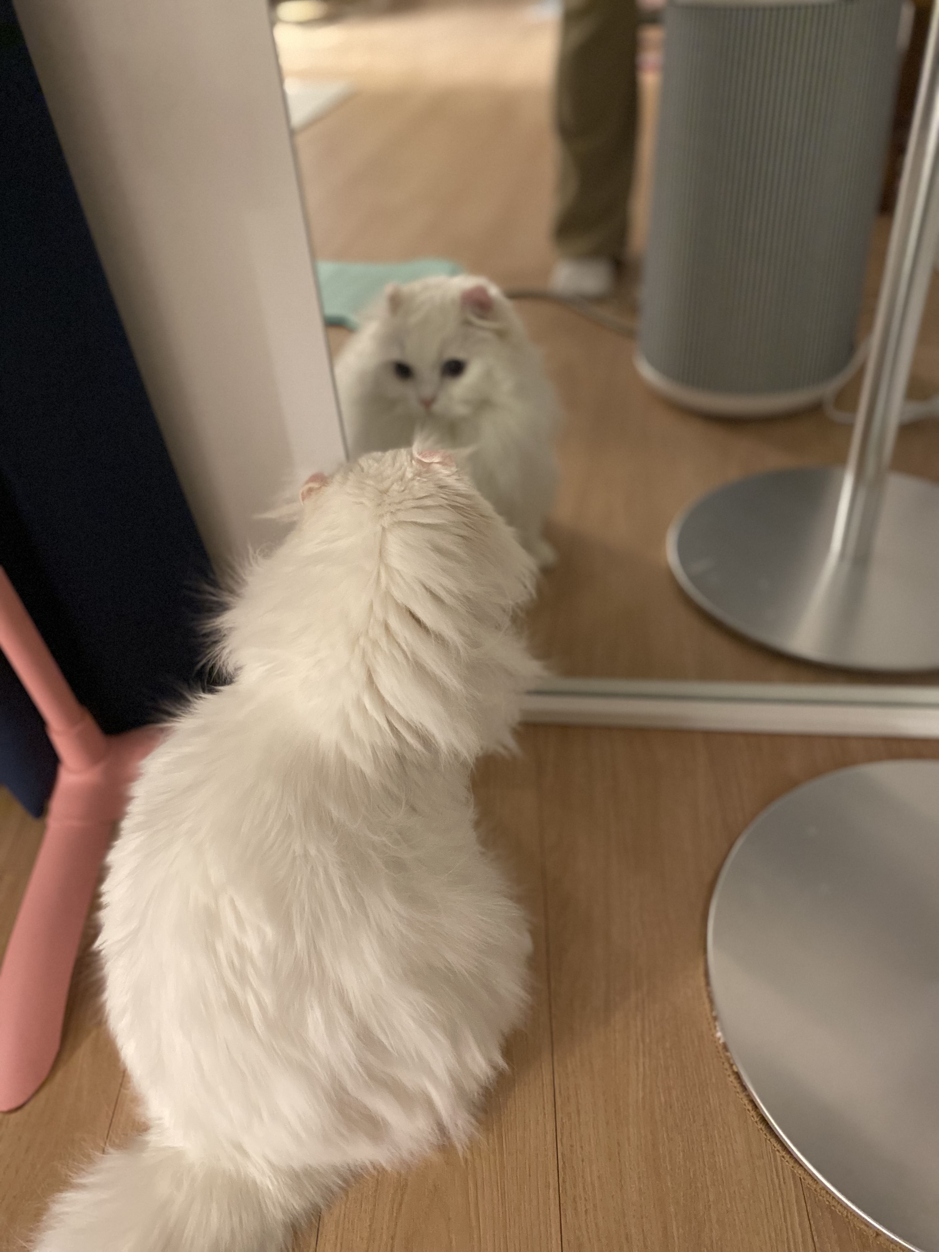 설이(앙이)와의 즐거운 한 달!