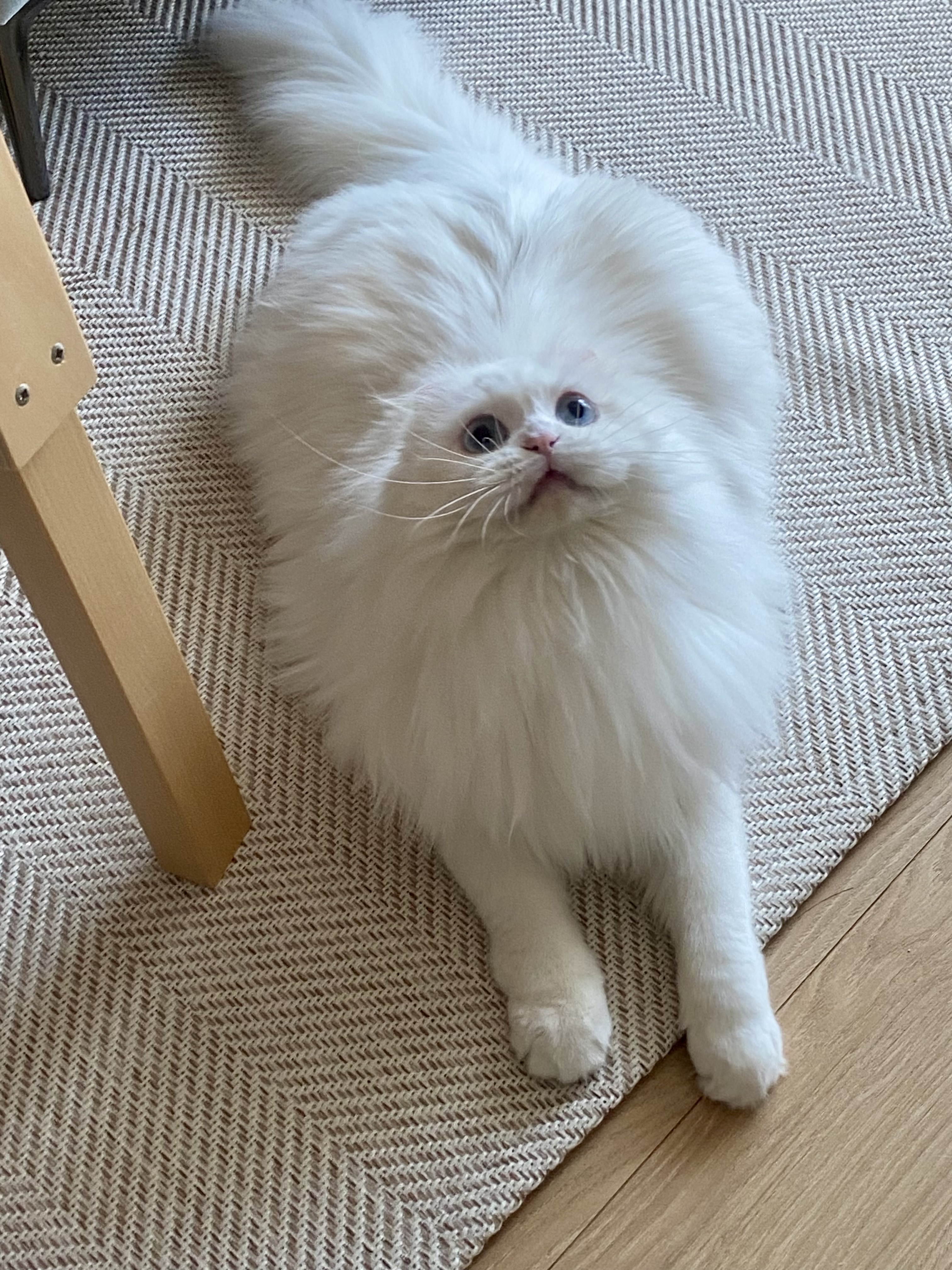 설이(앙이)와의 즐거운 한 달!