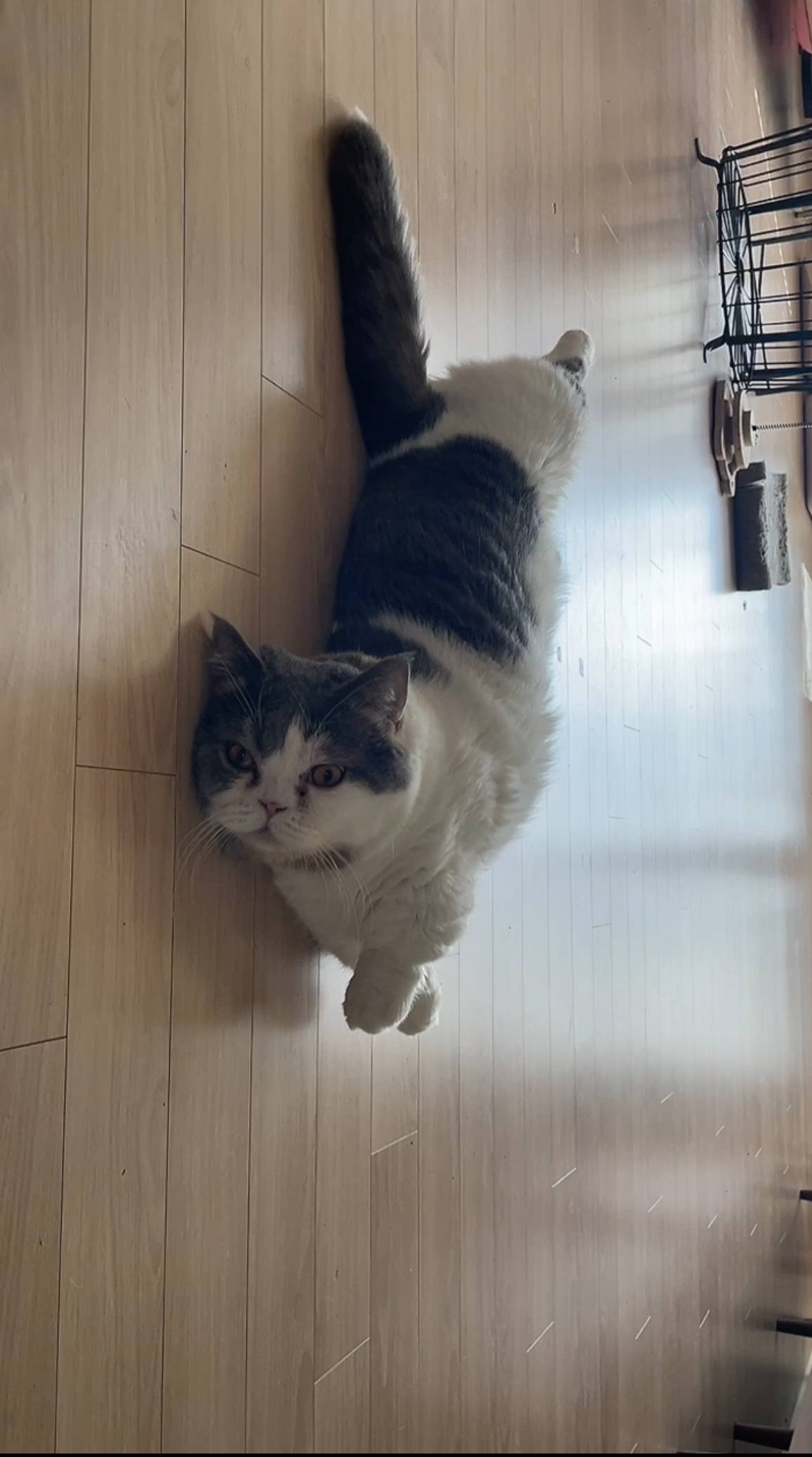 뭉이  1년 지난 어느날!