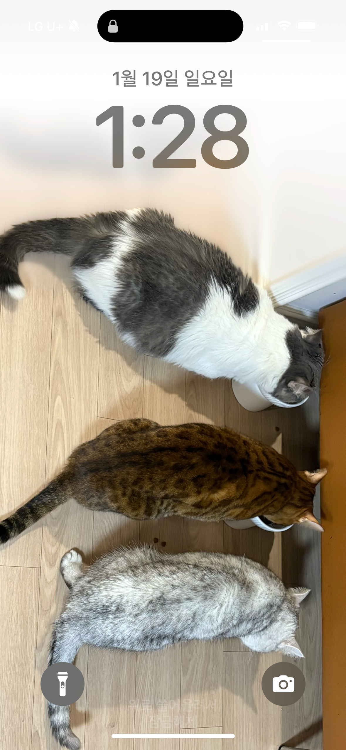 뭉이  1년 지난 어느날!