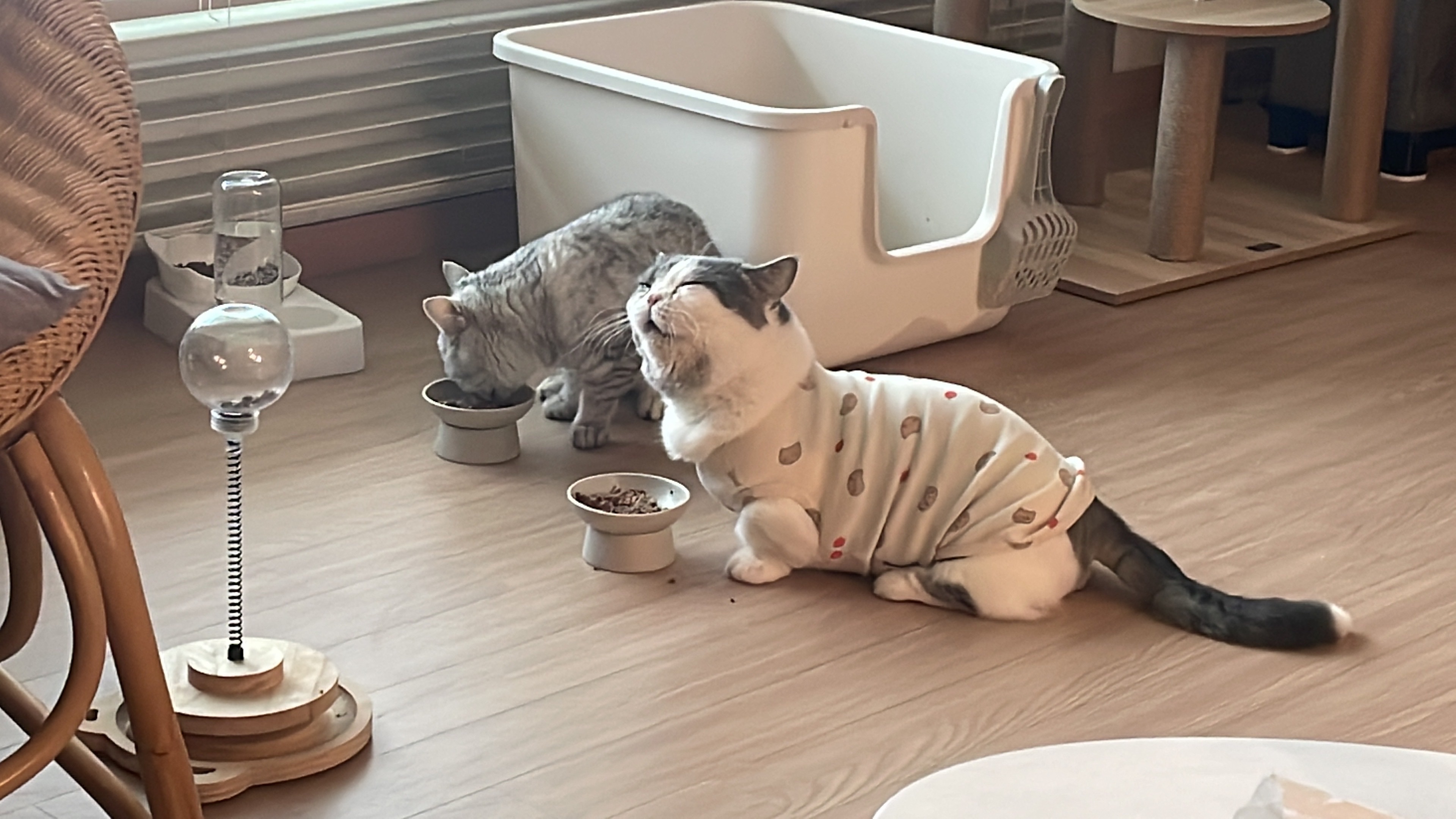 뭉이  1년 지난 어느날!