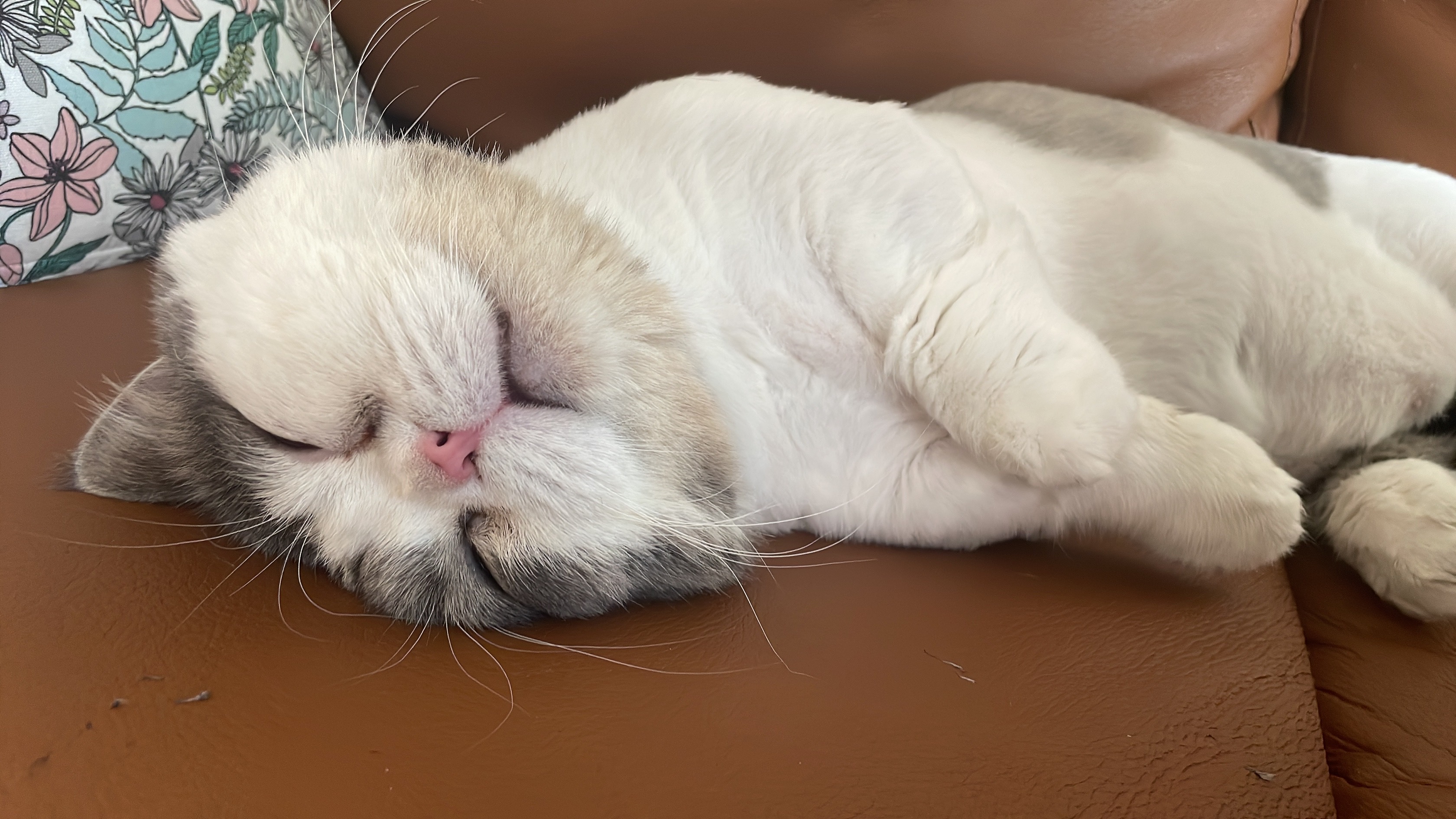 뭉이  1년 지난 어느날!