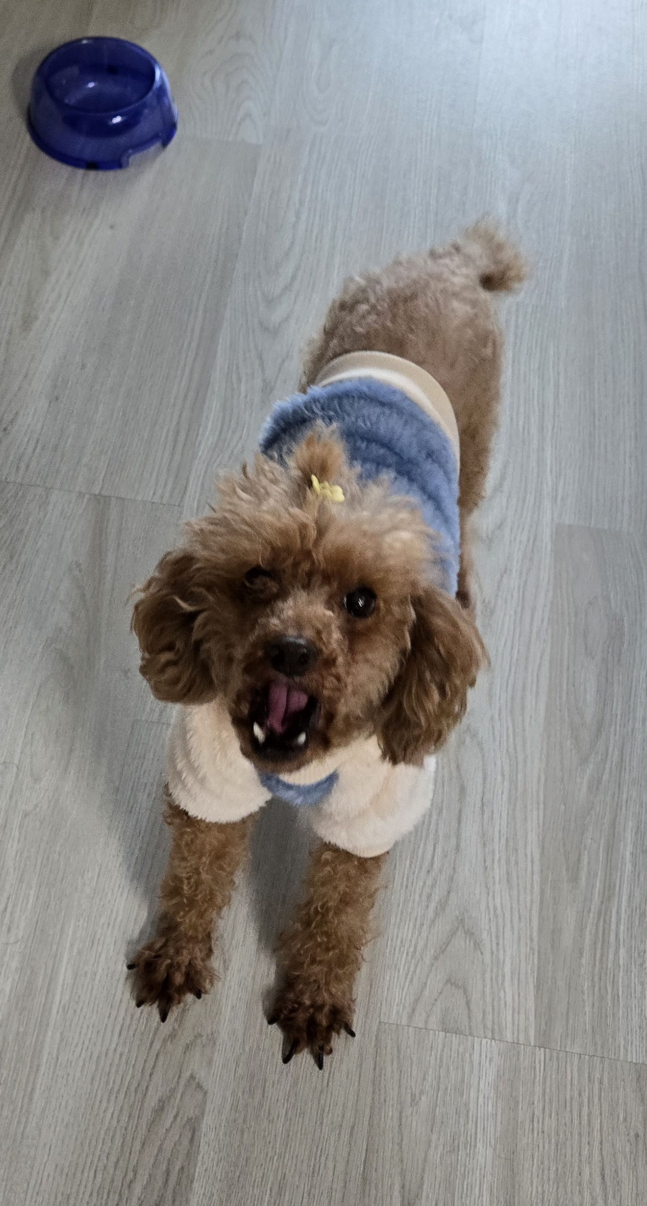 이슬(구, 소피) 입양 2년차 이야기를 전해드립니다.