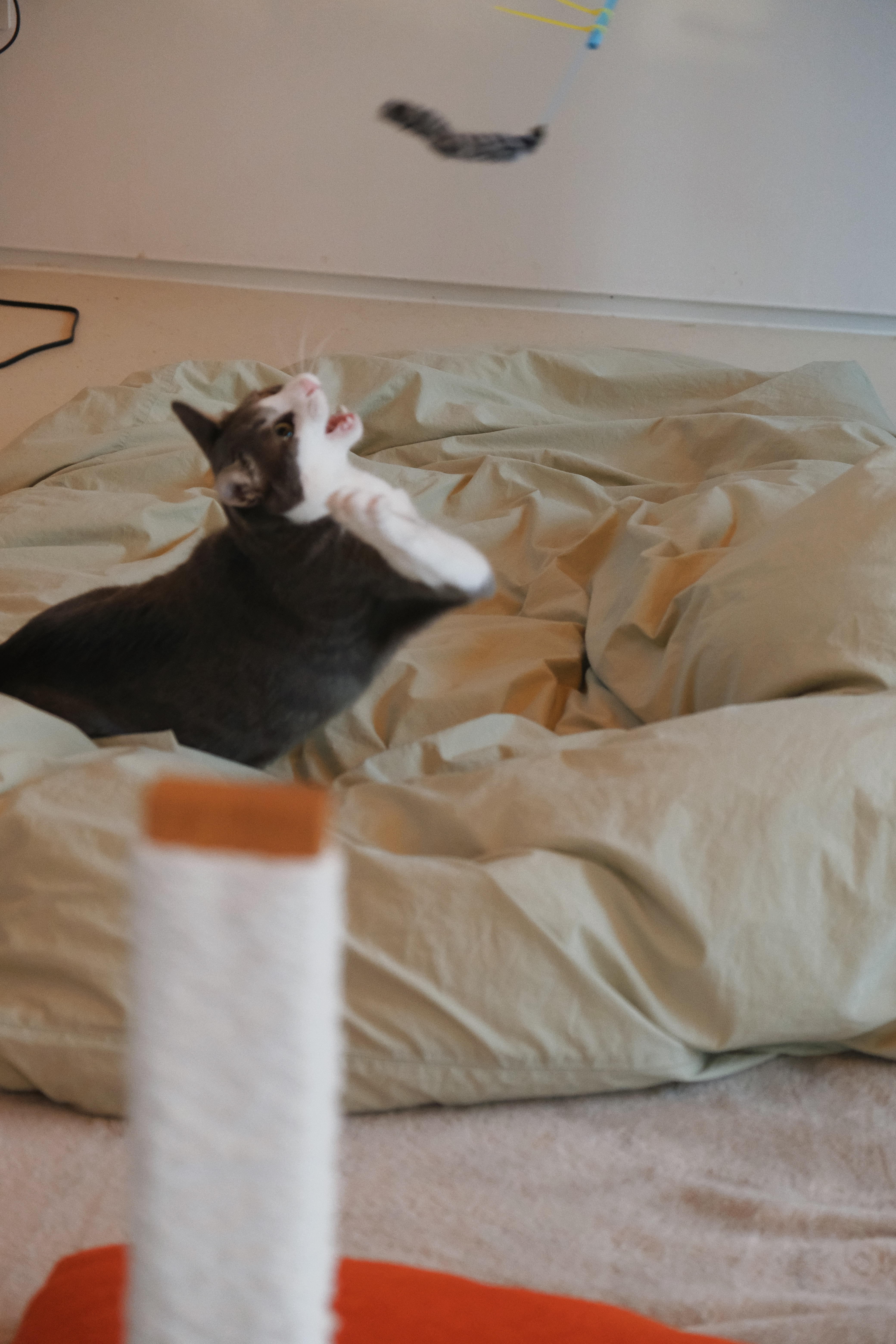 도장이(구 해봄이) 입양 1년 기록.