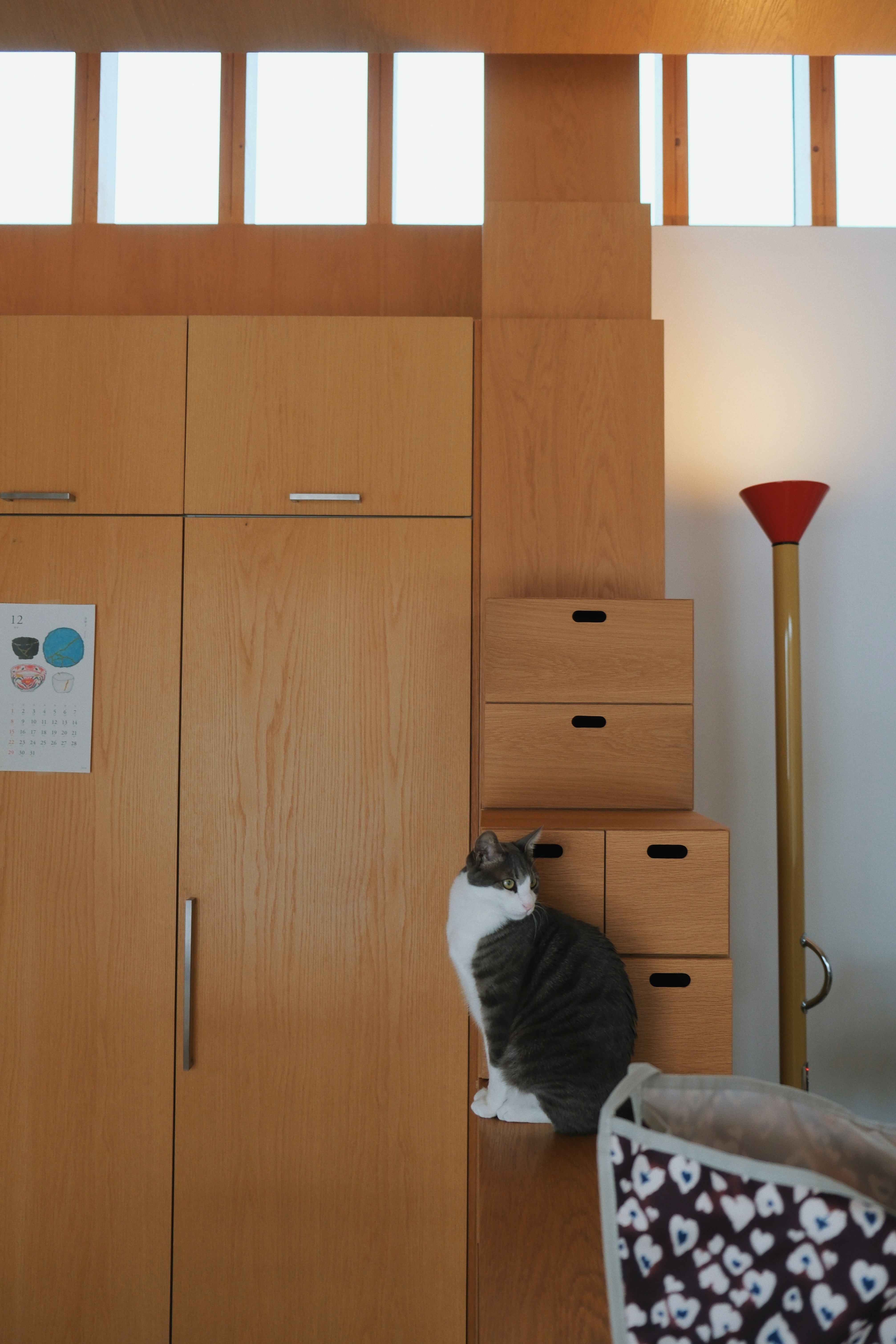 도장이(구 해봄이) 입양 1년 기록.