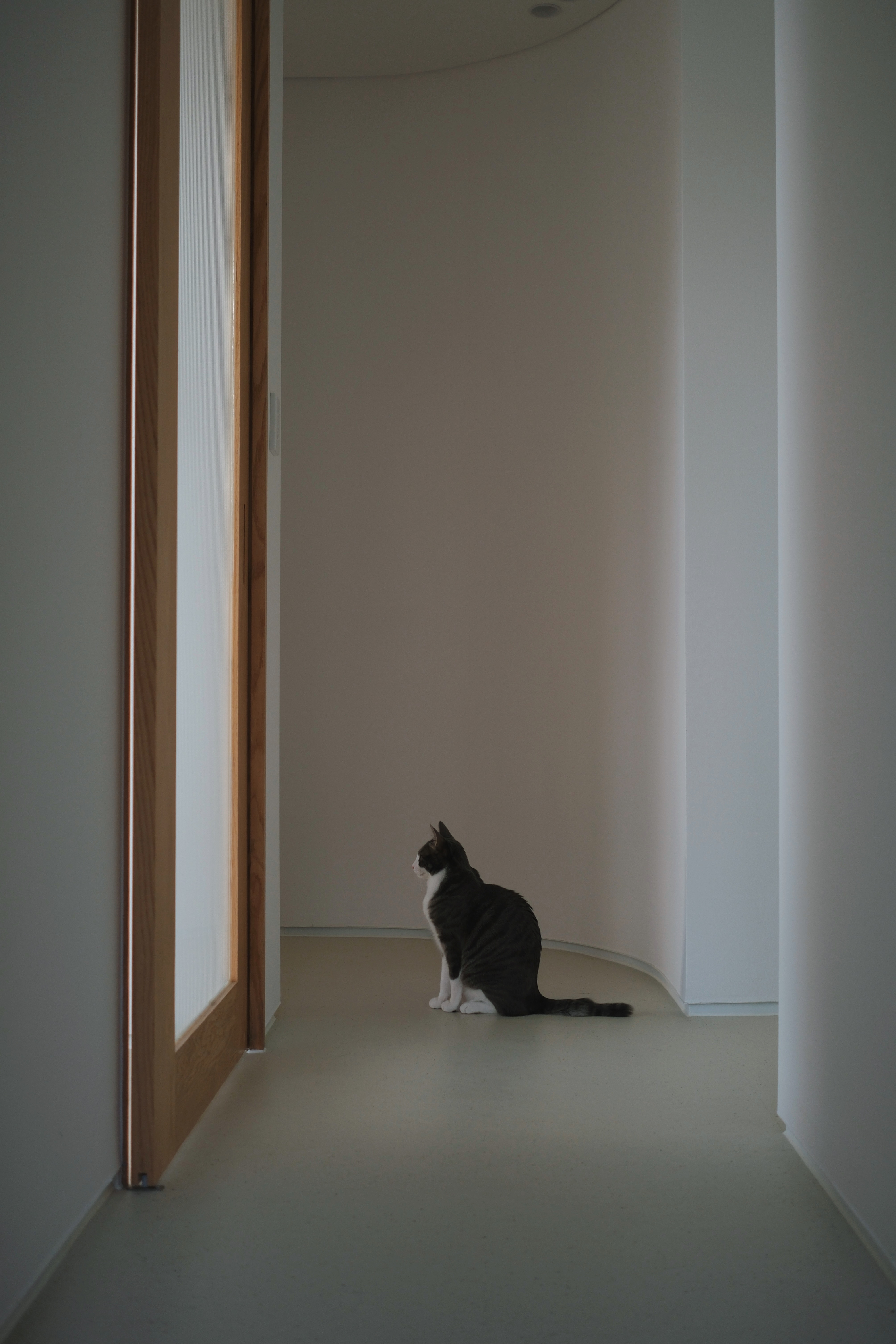 도장이(구 해봄이) 입양 1년 기록.