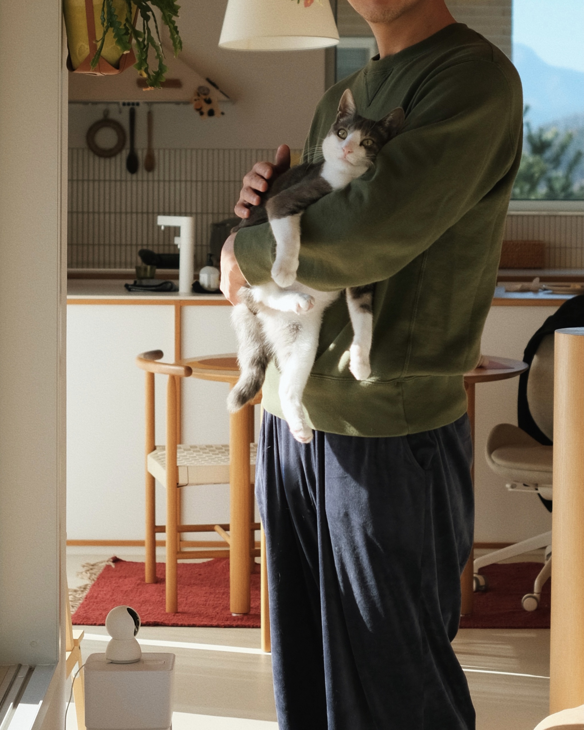 도장이(구 해봄이) 입양 1년 기록.