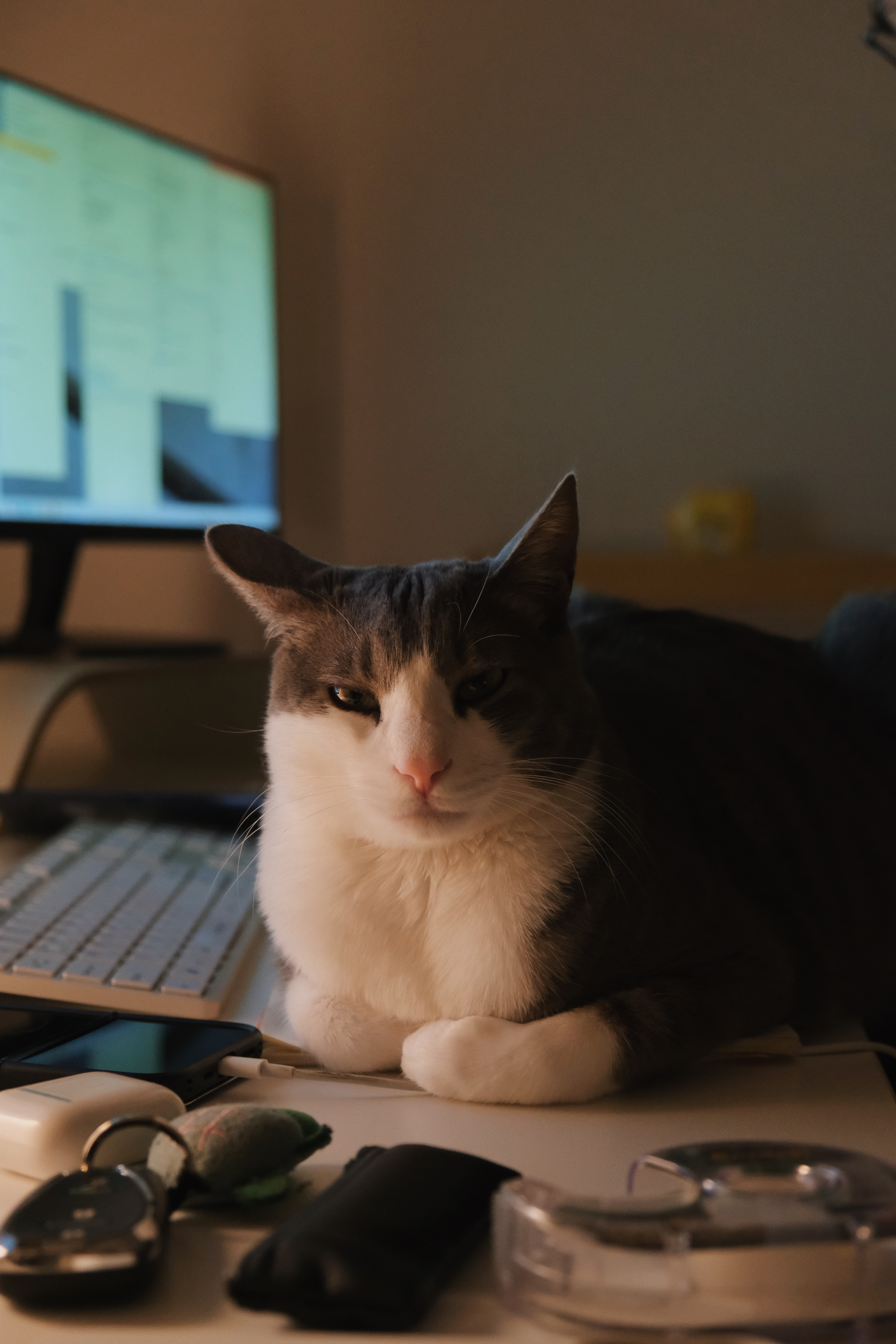 도장이(구 해봄이) 입양 1년 기록.