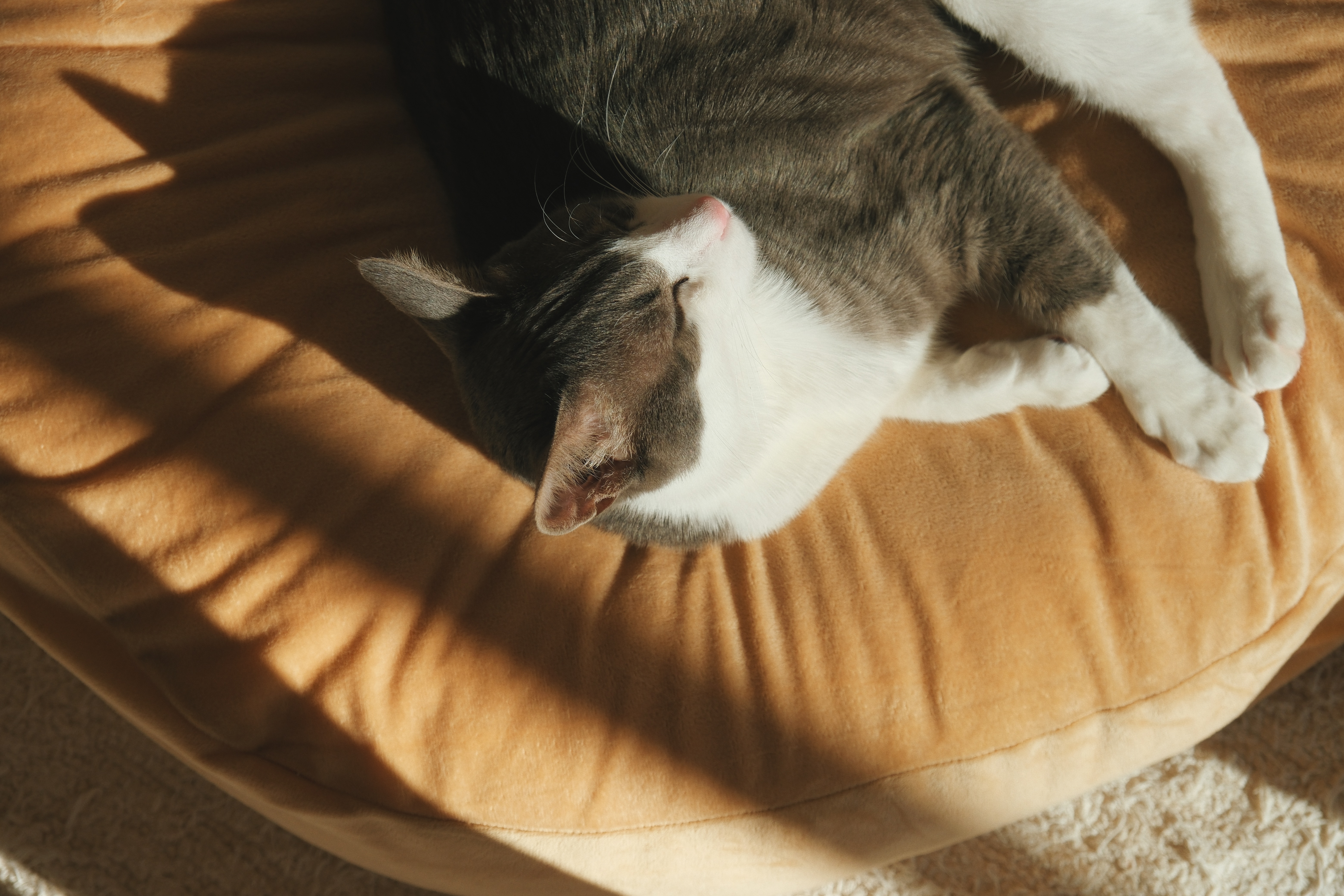 도장이(구 해봄이) 입양 1년 기록.