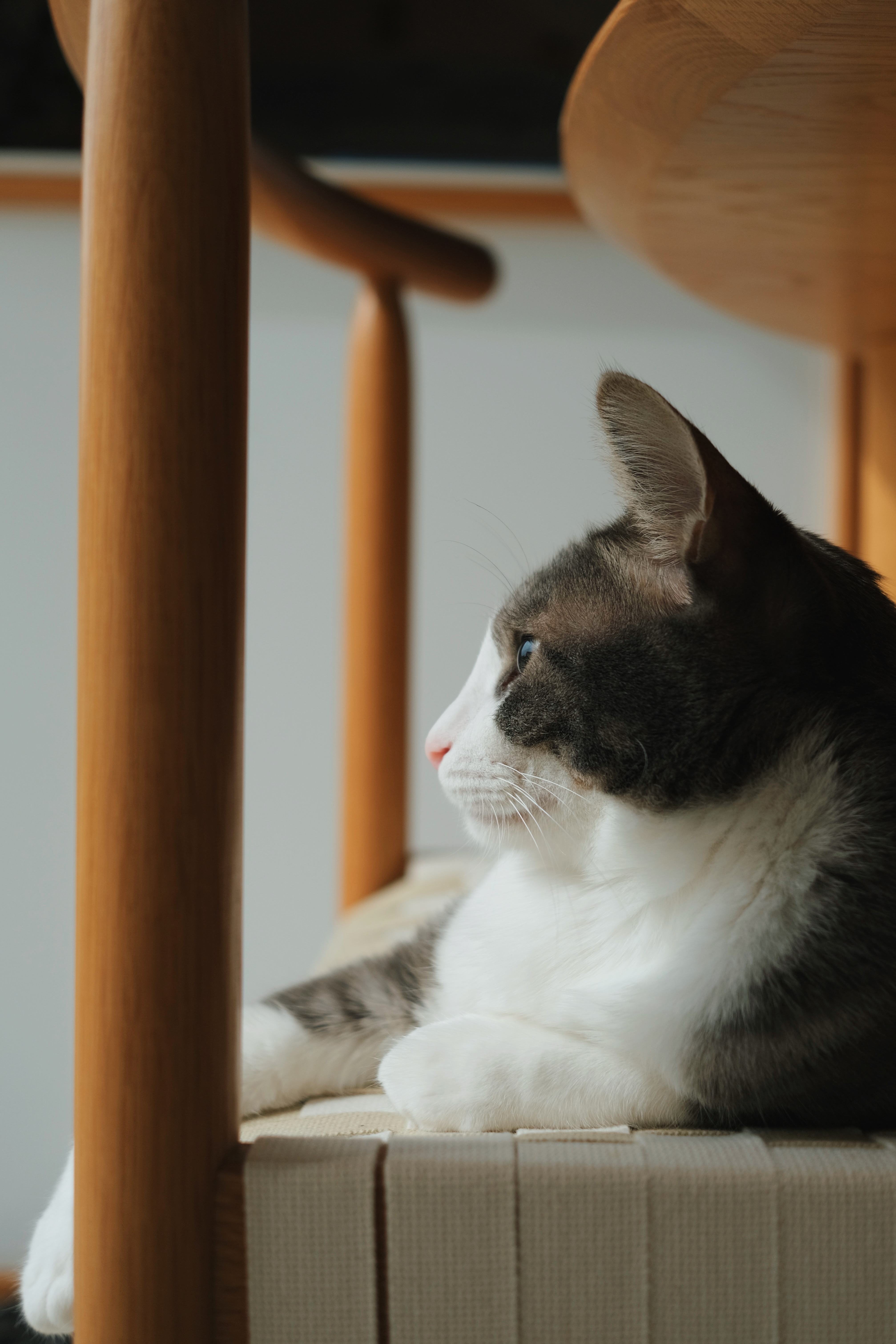 도장이(구 해봄이) 입양 1년 기록.