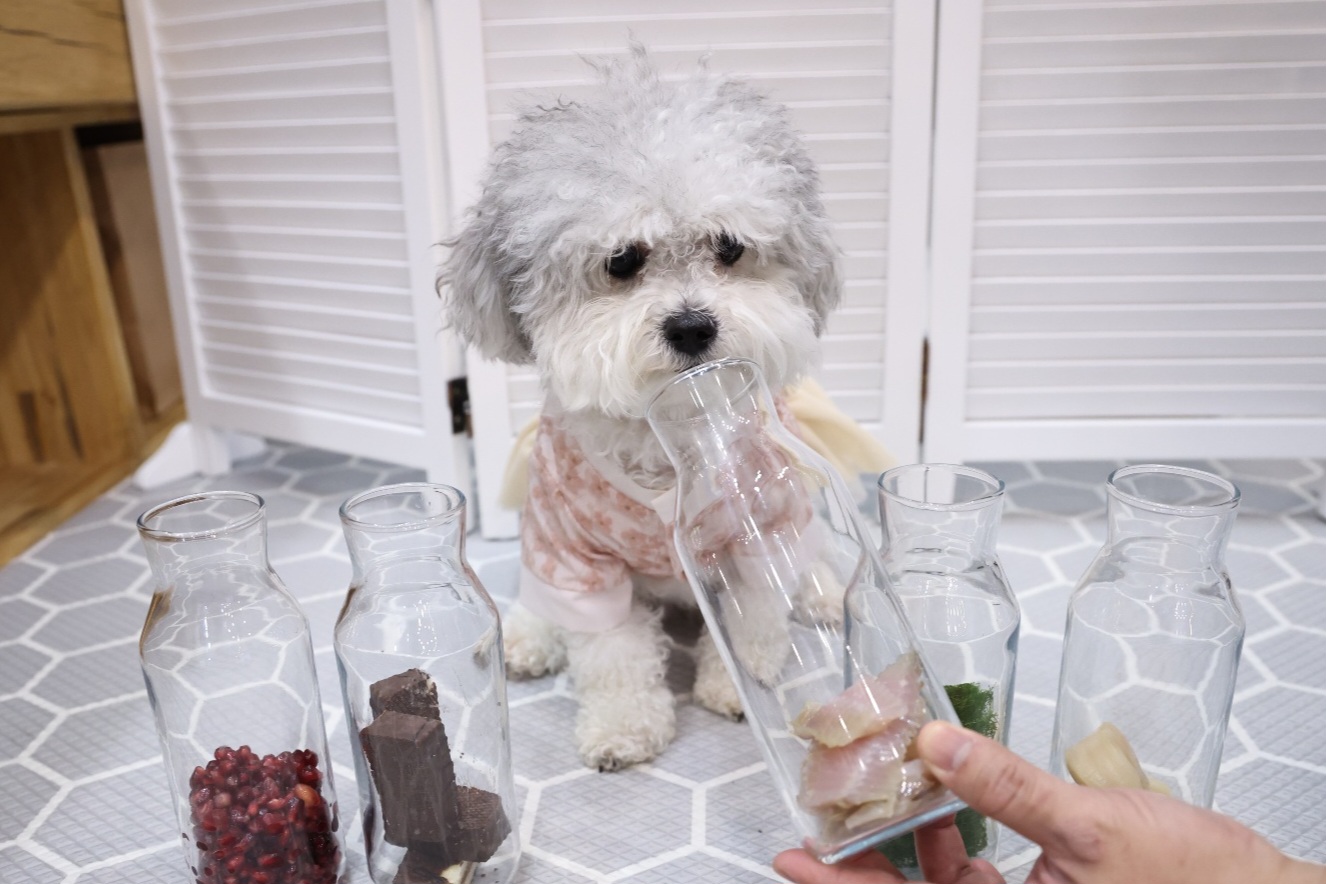 [달록이] 임보,입양 20개월 이야기