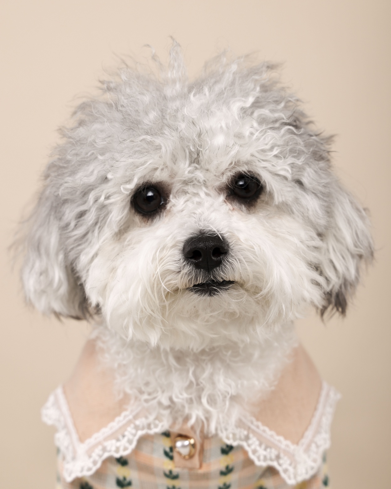 [달록이] 임보,입양 20개월 이야기