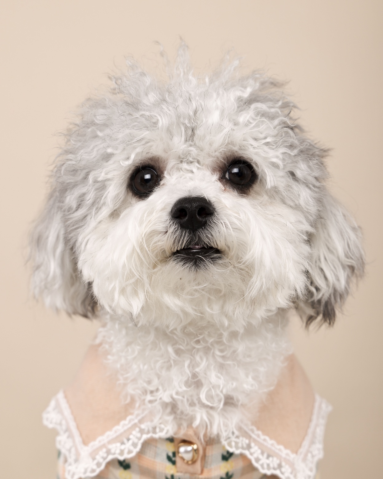 [달록이] 임보,입양 20개월 이야기