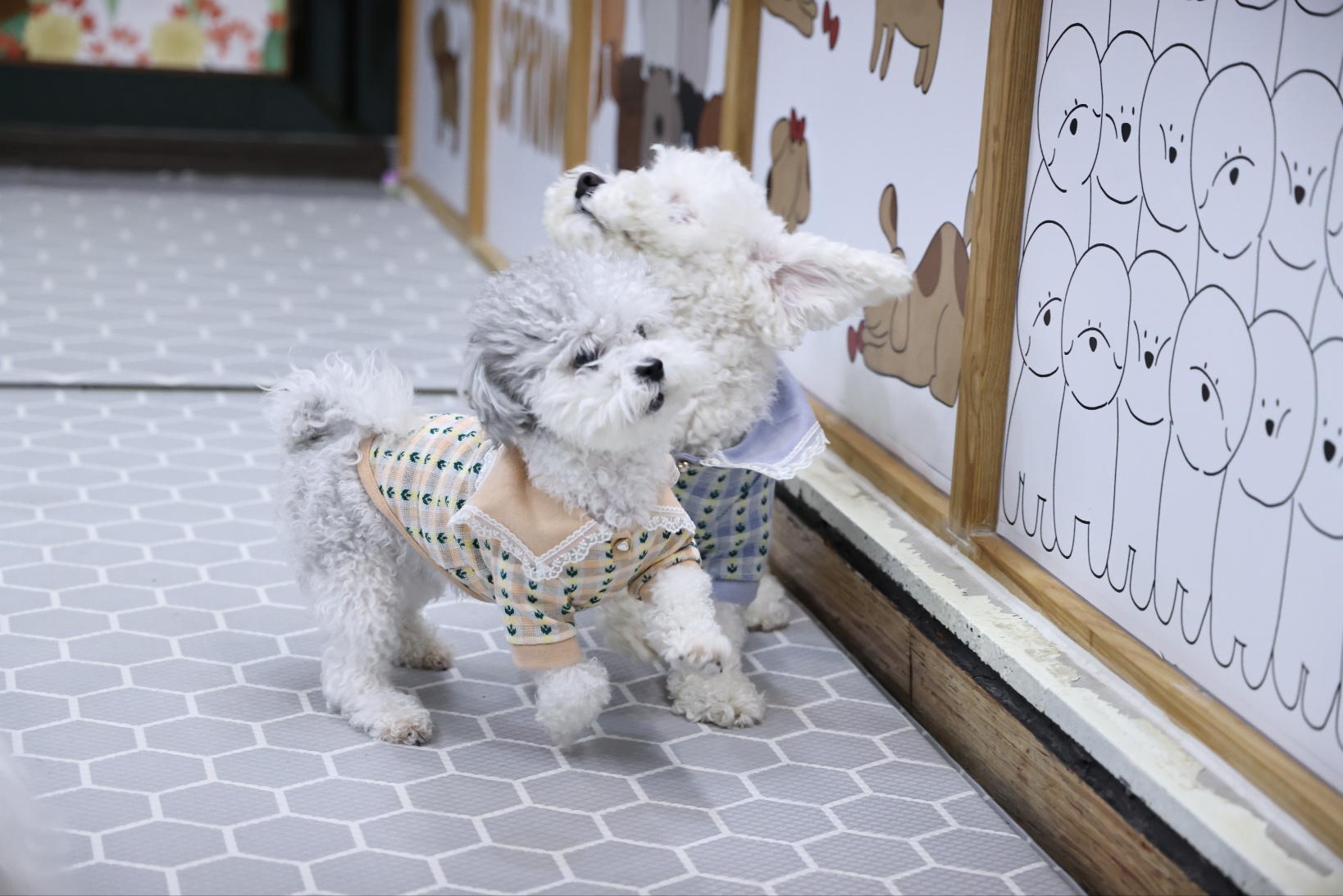 [달록이] 임보,입양 20개월 이야기