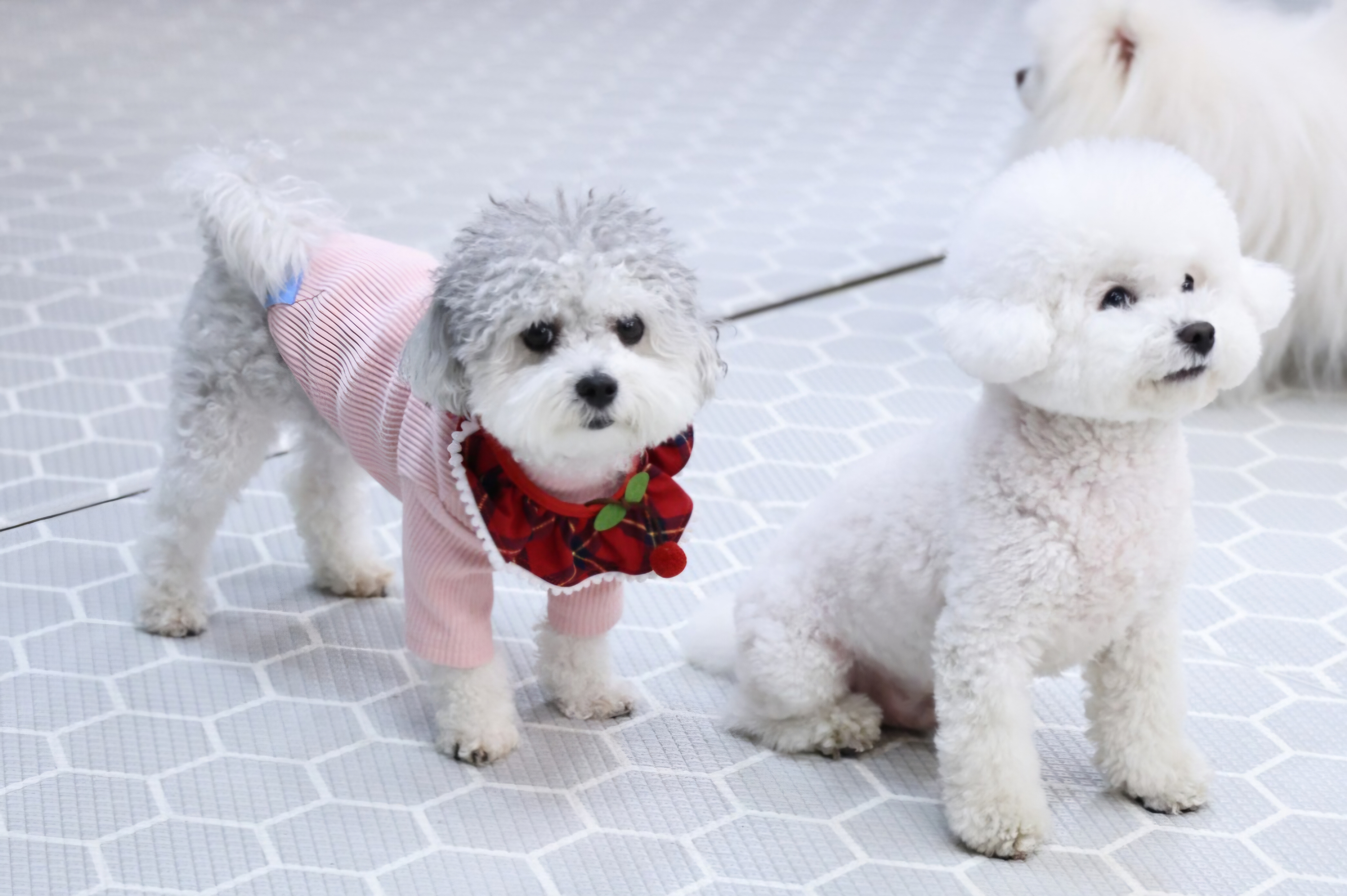 [달록이] 임보,입양 20개월 이야기