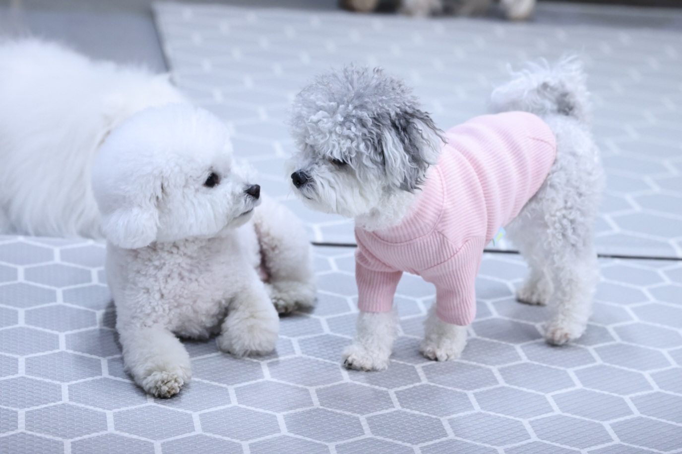 [달록이] 임보,입양 20개월 이야기