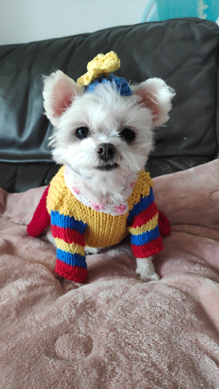 송이(양구 다림이) 입양 1년 후기