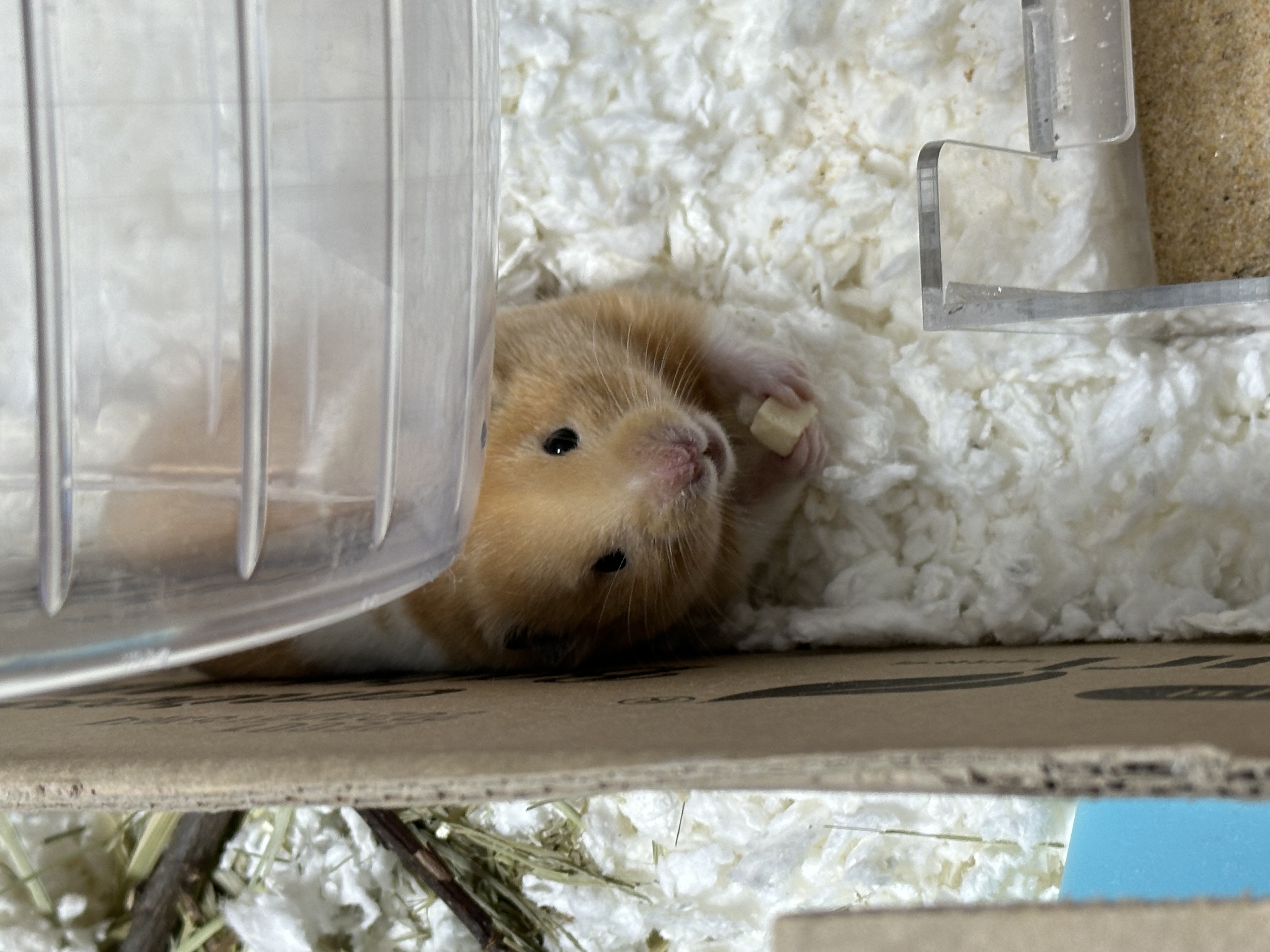 온스터 입양 일주일차!!