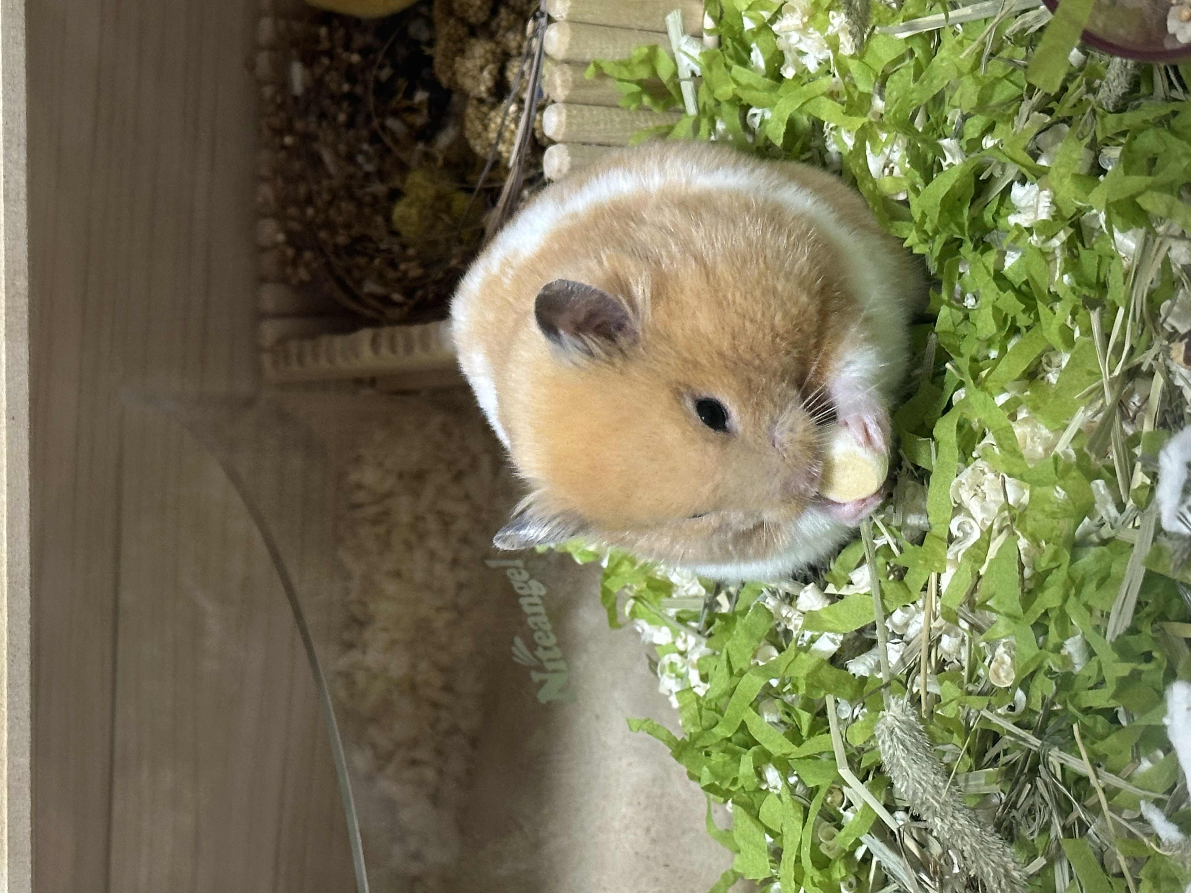 온스터 입양 일주일차!!